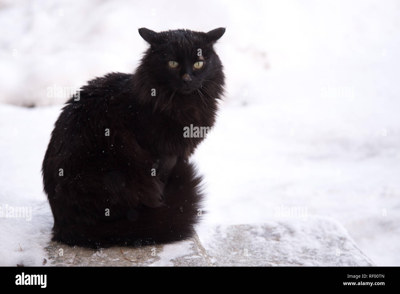 Verlassene Straße Katzen, Tierquälerei, Traurigkeit. Schwarz flauschige Katze auf dem Hintergrund der Schnee. Obdachlose schwarze Katze. Stockfoto