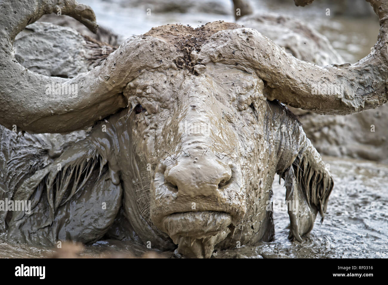 Büffel, Syncerus caffer, wie diese im Murchison Falls National Park, genießen Sie einen guten Schlamm wälzen, um zu helfen, Ihre Haut vor Sonne und Parasiten schützen. Stockfoto