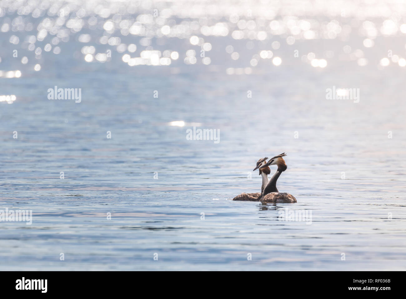 Zwei Haubentaucher (Podiceps cristatus) sind Schwimmen in einem See und genießen Sie den späten Nachmittag Sonne. Stockfoto