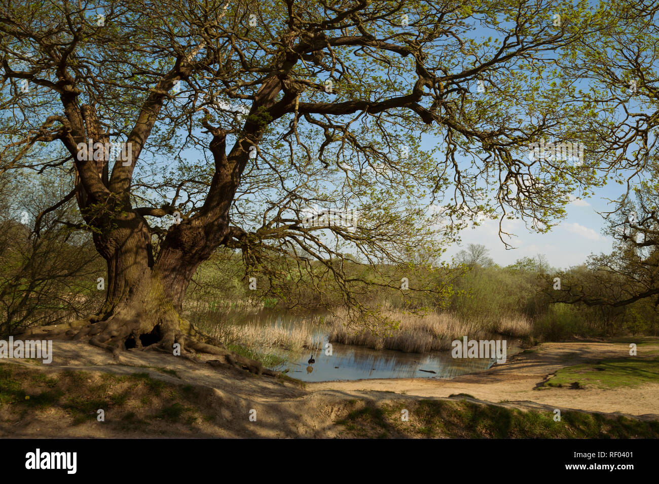 Alte mächtige Eiche mit freiliegenden verschlungenen Wurzeln neben Teich - Frühling - Epping Forest Hintergrund, Loughton, London Stockfoto