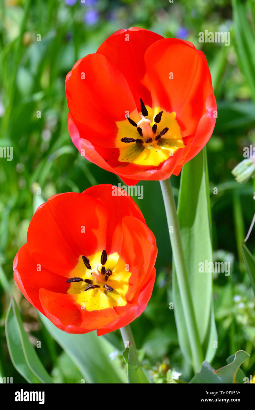 Tulip, Tulpen, Tulipa, tulipán sp. Stockfoto