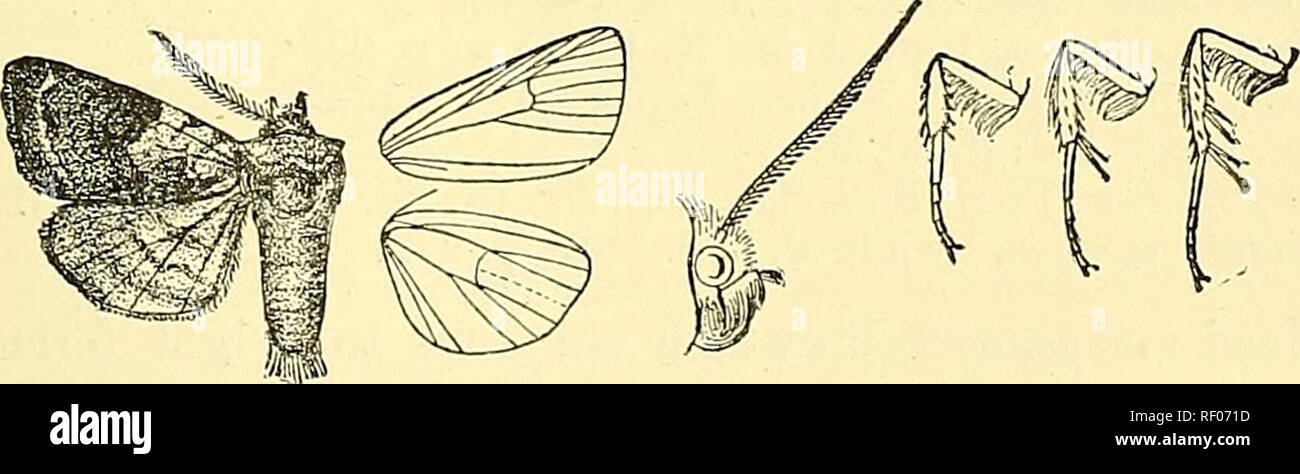 . Katalog der Lepidoptera Phalaenae im British Museum. Schmetterlinge, Lepidoptera. EPISILIA, 479 braun; die Unterseite grau irrorated mit Fuscous, einem dunklen scheibenförmigen postinedial luriule und gebogene Linie. Bah. Tibet, Kuku-noor in Slg. Piingeler, Amdo. E. in der Vj). 38 Millim. 823. Episilia faceta. Koctua faceta, Treit Schmett. Eur x. 2, S. 35 (1835); Mill. Mem. Soe. Nat. Cannes, 187'J, Pi. 7. w. 1; Stand. Oafc. Lep. pal. S. 154. Noctua variicollis, Delahaje, Bull. Soc. Pr. 1886, S. 63; Obertb. Et. Eut. xii. S. 30, Pi. 7. w. 53 a; Mab. Nov. Lep. S. 68, Pi. 11. w. 6 (1892). (5. Kopf und tegulce Rot - b Stockfoto