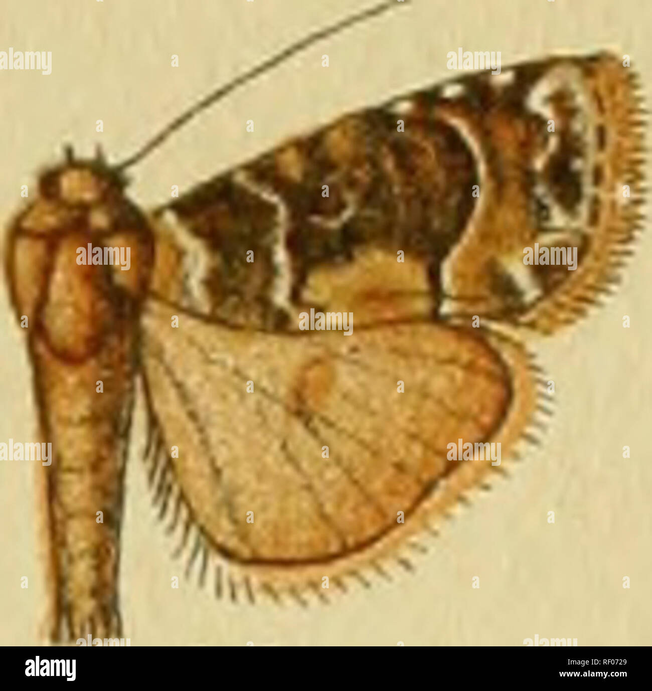 . Katalog der Lepidoptera Phalaenae im British Museum. Motten. 21 22 23 24. 25. 26." 27. Bitte beachten Sie, dass diese Bilder sind von der gescannten Seite Bilder, die digital für die Lesbarkeit verbessert haben mögen - Färbung und Aussehen dieser Abbildungen können nicht perfekt dem Original ähneln. extrahiert. British Museum (Natural History). Abt. der Zoologie; Hampson, George Francis, Sir, 10 Bart. , 1860-1936. London: Gedruckt im Auftrag des Kuratoriums Stockfoto