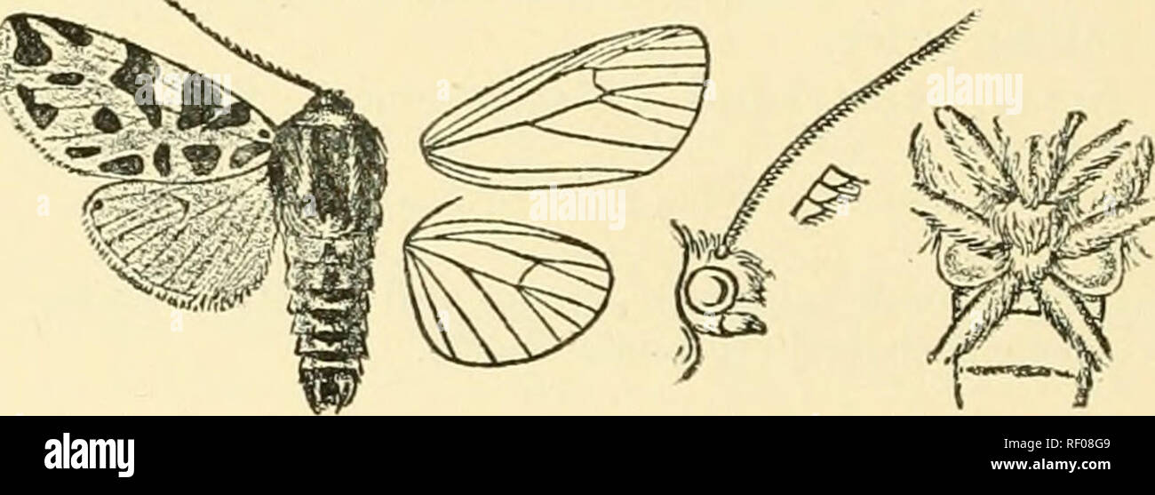 . Katalog der Lepidoptera Phalaenae im British Museum. Motten. 474 ARCTIADa;. Schräge auf die Mitte der innere Bereich; eine schräge Punkt unter Costa in Richtung Spitze und drei Keil - shajjod subterminal Flecken auf VENEN 5, 3 und 1; eine etwas V-förmigen Punkt unter Apex- und einen dreieckigen terminal Stelle zwischen den Adern 3, 4. Hinterflügeln ochreous Weiß. 2. Flügel abgebrochen. Hah. Kaukasus, 4 S; Transkaukasien, Schuscha, 1 $: Armenien. Exp. 34-42 Millim. 2073. Cymbalophora pudica. Bomhijx pudica, Esp. Schmett. iii S. 177, Pi. 33. w. 1 (1784); Hiibn. Beitr. Schniett. ii. (4) S. 87, Pi. 1 G; Id. Eur. Schmett. ii. Stockfoto