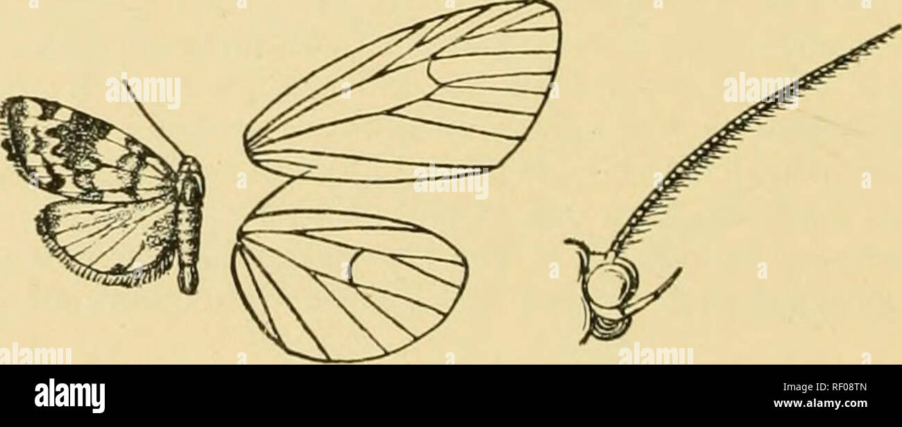 . Katalog der Lepidoptera Phalaenae im British Museum. Motten. Abb. 225.- Mahensia seychellarum, tf. ±. innenrand; diffuse bräunlich subterminal Punkte unten an der Spitze und an der Vene 3. Hinterflügeln glänzende rotbraune, den Patch von androconia in das Ende der Zelle rufous. Unterseite rötlich braun, den Patch von androconia in das Ende der Zelle der Vorderflügel rufous. Hab. Seychellen, Silhouette {Fritteuse), 1-D-Typ. Exp. 20 Millim. Gattung EUCLEMENSIA, sep. Typ, E. umbrata. Rüssel voll entwickelt; Palpen umgedrehten zum Scheitelpunkt der Raupe, schlank; Antennen der männlichen witb Borsten und Zilien; Hind tibite mit zwei Pai Stockfoto