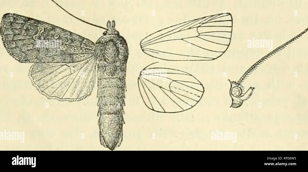 . Katalog der Lepidoptera Phalaenae im British Museum. Ergänzen. Motten. ERIOPTGA. 329 nach außen unten Costa, excurved zu Vene 4, dann schräg, einige gelbe Punkte darüber hinaus auf Costa; subterminal Linie undeutlich, Braun, gyrus, gewinkelt nach außen - Lauf 7 und leicht excurved in der Mitte, durch gelbe und rote an der Außenseite definiert. Hinterflügeln weißlich, die Venen und Randgebiete mit braunen durchdrungen; die Unterseite mit. Abb. 80.- Eriopyga ditissima, J'. J. Die rippenbögen und Terminal irrorated mit braunen, einem Scheibenförmigen point und postmedial punktförmigen Linie. Hah. AIexico {Salle), 1 5 Typ; Guatema Stockfoto