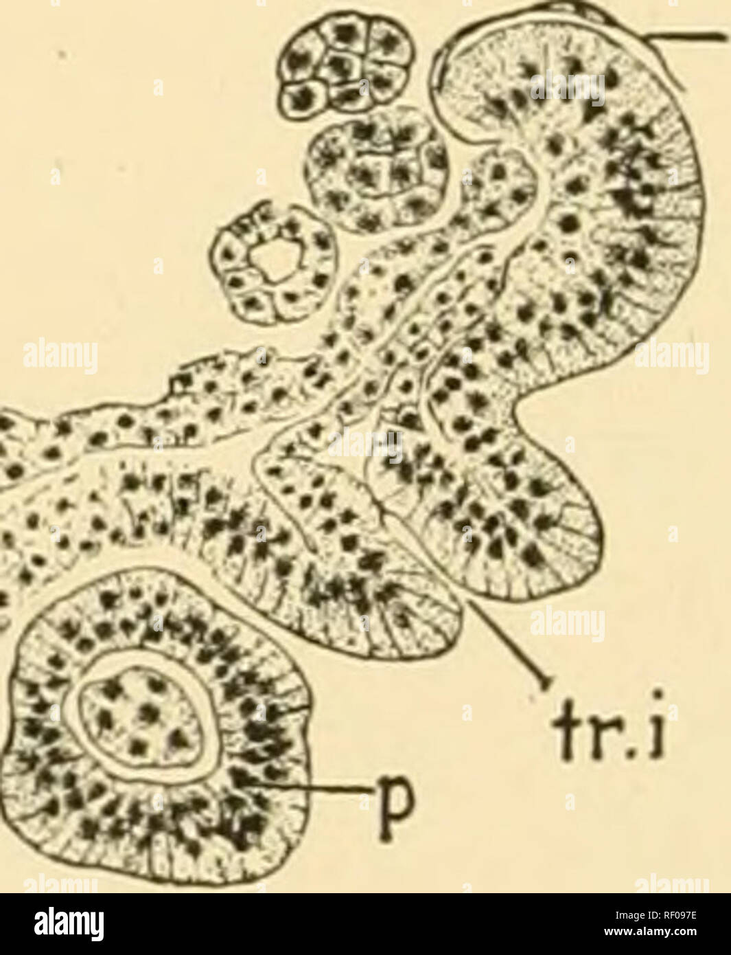 . Embryologie von Insekten und myriapods; die Entwicklungsgeschichte von Insekten, Tausendfüßler und millepedes vom Ei desposition [!] zu schlüpfen. Embryologie - Insekten; Embryologie - Myriapoda. Abb. 307.- Diacrisia. Querschnitt der Leiter der 65-Std.-Embryo. Eine, durch den Menschen - dibular Segment. B, durch labial Segment, {bin) Amnion; (t), (o) Äußere, {amf) Fruchtwasser Falten, {ect) Ektoderm, {gl) Hypostigmatic Drüse, {lb) Basis der Schamlippen, {md) Basis der Unterkiefer, {mes) Mesoderm, {Mge) Strand von Mitte Darmepithel, {nc) ventralen Nervenstrang, {neurg) Neuralrinne, {silkg) Seide-Drüse Einstülpung, {splm) Splanc Stockfoto