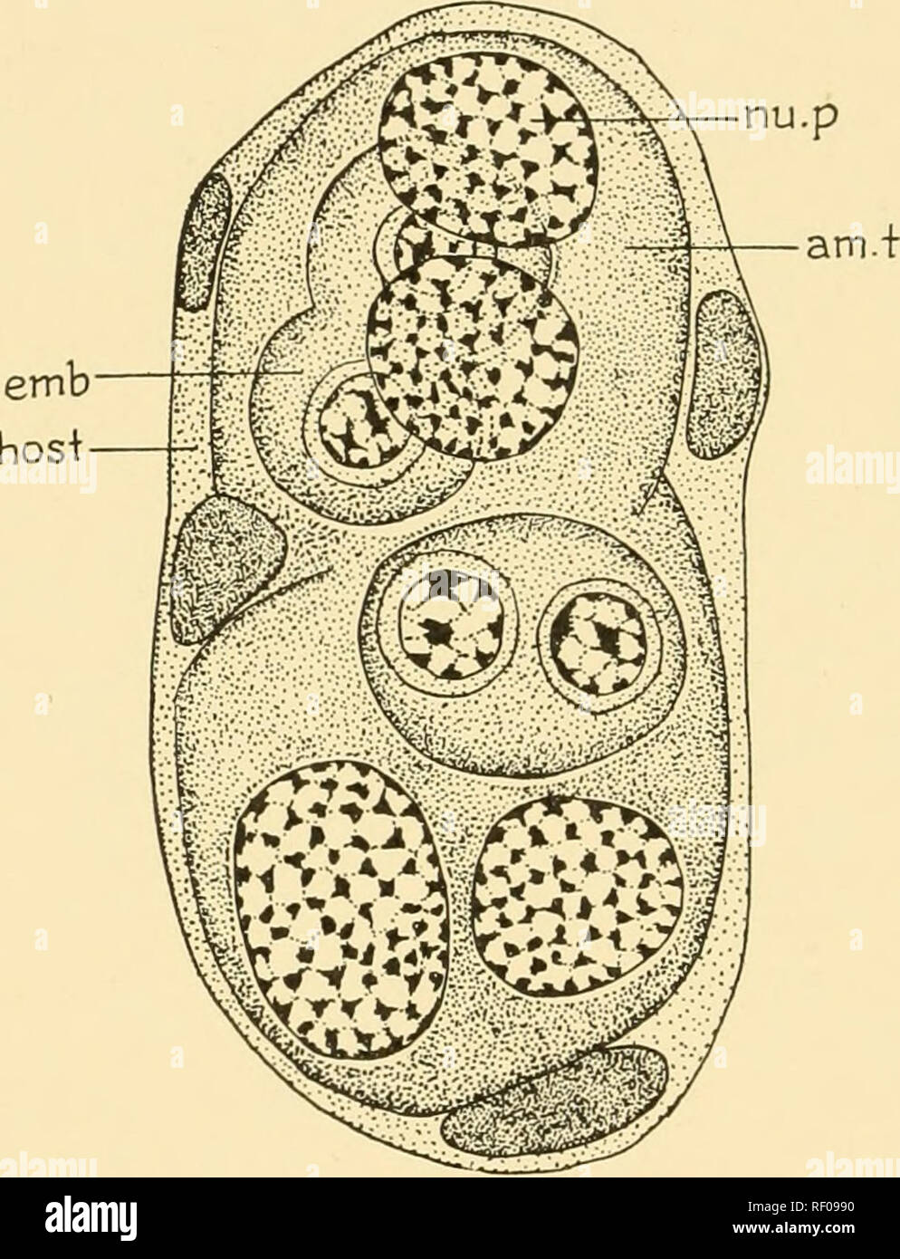. Embryologie von Insekten und myriapods; die Entwicklungsgeschichte ...