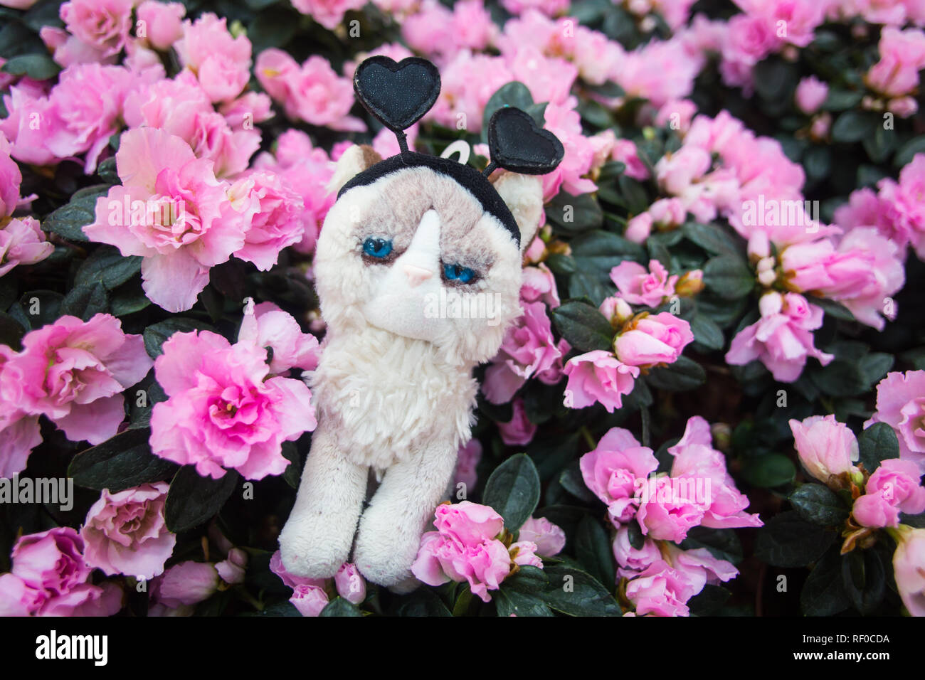 Grumpy cat plüschig mit schwarzen Herzen Bügel gegen Rosa Blumen posing Stockfoto