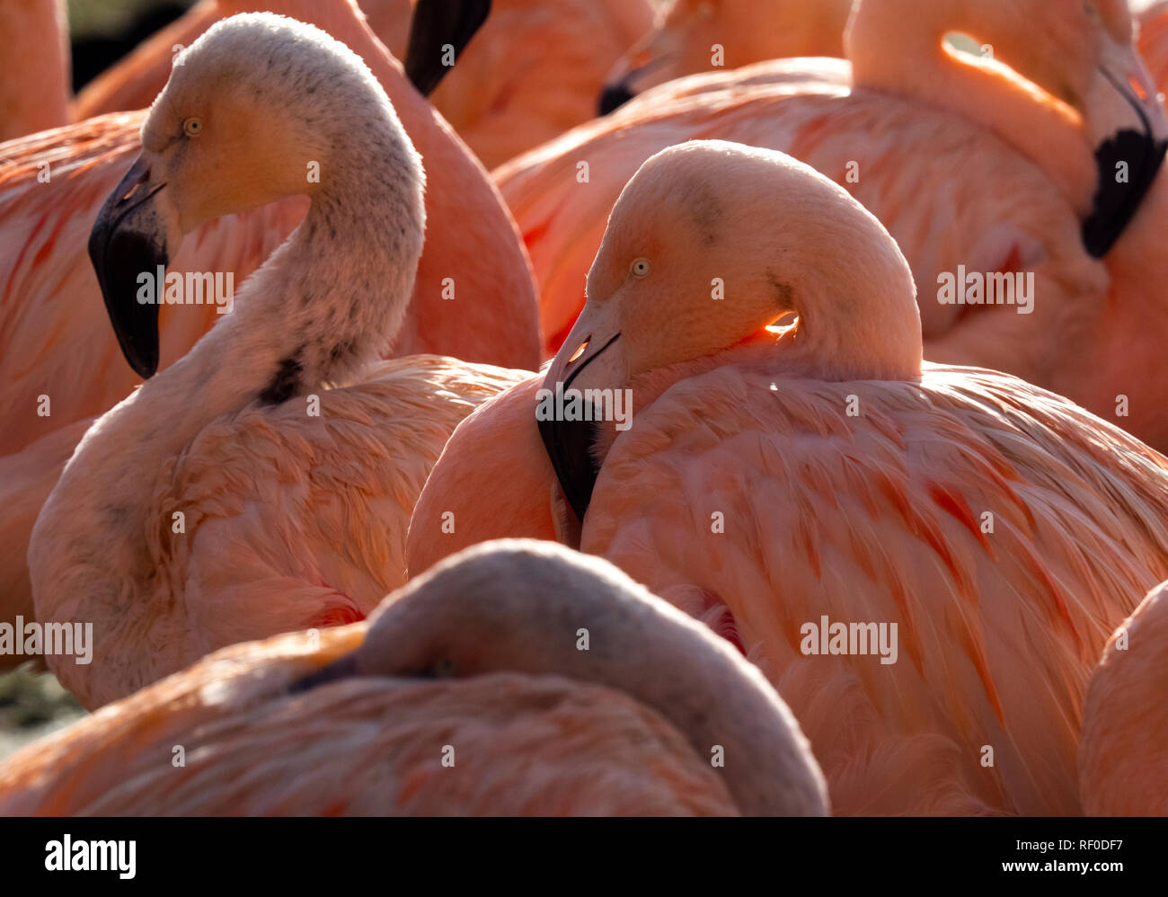 Chilenischer flamingo Phoenicopterus sp. Captive portrait Stockfoto