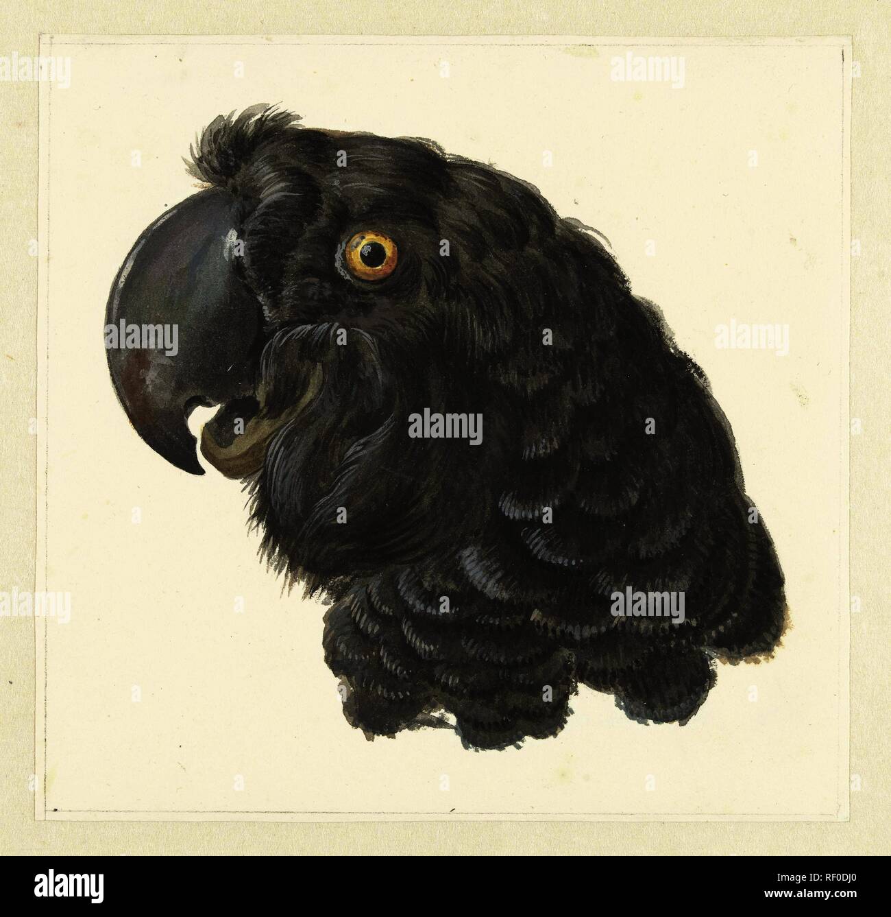 Kopf von einem Kakadu. Kopf einer Parrot (Titel auf Objekt). Verfasser der Stellungnahme: aert Schouman. Datierung: 1725 - 1792. Museum: Rijksmuseum, Amsterdam. Stockfoto
