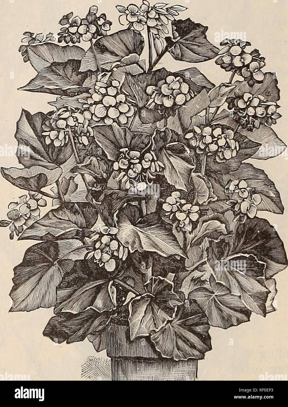 . Katalog von Pflanzen: Frühjahr 1889. Baumschulen Ohio Kataloge; Blumen Kataloge. 8.±F. AUricTi, Florisl, Springfield, Ohio. BOUVAKDIAS. Strauchigen Pflanzen, mit corymbs von Weiß, Rosa, Purpur und Scharlach Blumen blühen im Sommer und im Winter. Ihre schillernden Reichtum der Farbe und die Bildung von Blüten machen sie zu einer der besten unserer Winter-blühenden Pflanzen für Blumensträuße. Alfred Neuner. - eine Neuheit der letzten Einführung, mit reinem Weiß mit Blumen. Preis, 15 c*s. Präsident Garfield. - ein schöner Farbton von Pink, Pro-fectly verdoppeln. Preis, 15 Cent. Davidsonii. - Klar Weiß, von einem Bea Stockfoto