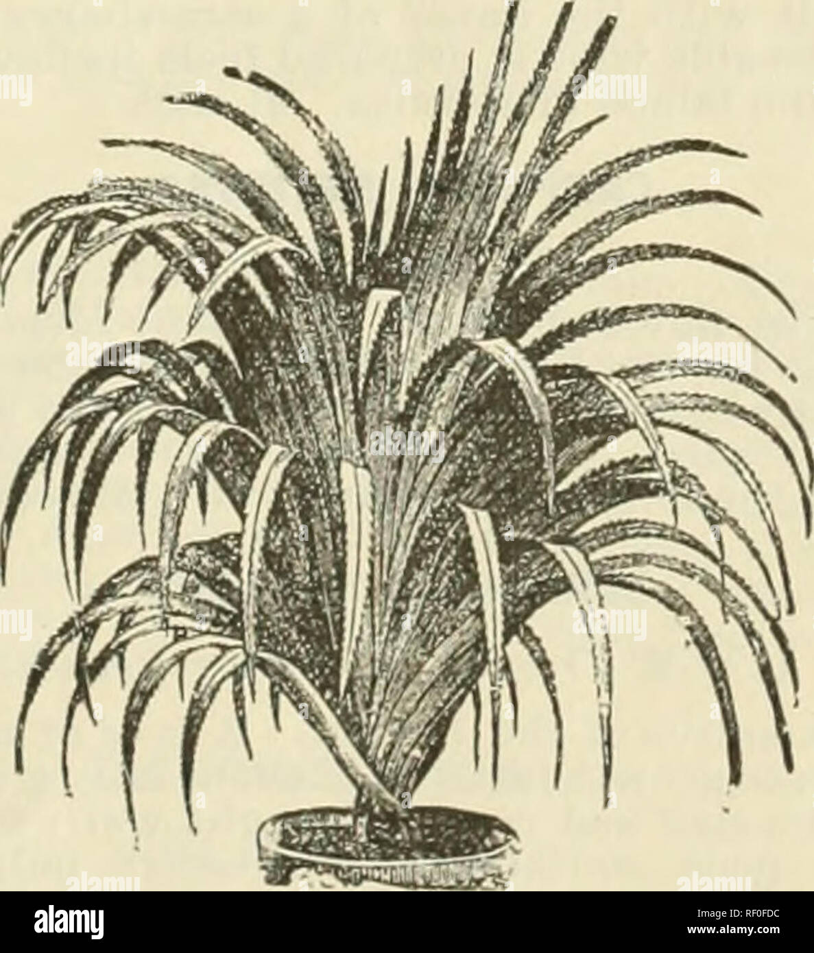 . Katalog der Palm und Zitrusfrüchten Baumschule einschließlich Tropische und subtropische Früchte Bäume. Baumschulen (Gartenbau) Kalifornien Santa Barbara Kataloge; tropische Pflanzen Kataloge; Obstbäume Sämlinge Kataloge. DRAC/ENA INDIVISA. YUCCAS, fortgesetzt. cremig gelb in der Mitte, getönt mit Crimson orange und gelb, und weitgehend Boi 'dmit dunklen leuchtenden Grün. Na- tive von Mexiko. $ 3.50. ZAMIA INTEGRIFOLIA. (Die Florida Arrow-Root.) Ähnlich Cycas revoluta, sondern schneller und stärker wachsen; Blätter gefiedert, ein bis drei Meter lang, dunkel leuchtenden Grün. Heimisch in der Westindischen Inseln. 11. Stockfoto