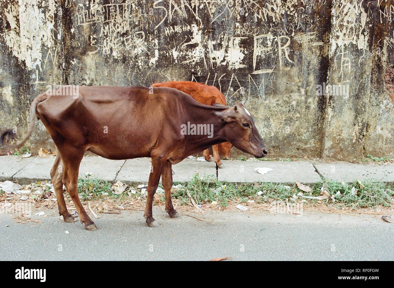 Eine heilige Kuh wandert frei in den Straßen von Kochi, Indien. Stockfoto