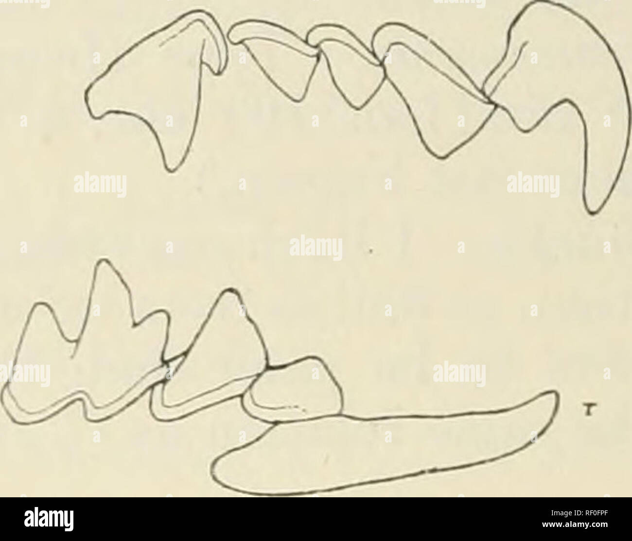 . Katalog der Säugetiere des westlichen Europa (Europa ohne Russland