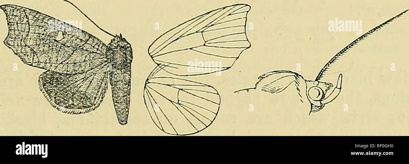 . Katalog der Lepidoptera Phalaenae im British Museum. Motten. PTEKOGOlSriA. 647 postmedial Bereich und den Bereich Terminal durchdrungen mit Bleiernen fuscous und mit zahlreichen leichten blassen stri&lt; E; antemedial Linie Braun, winkte; die terminale Halbwertszeit von Costa mit einigen braunen Punkten; eine schräge Serie von leichten weißlichen Flecken von der Spitze bis zur Vene G. Hinterflügel fuscous Braun; Wimpern Weiß an den Spitzen; die Unterseite weiß, der Bereich Terminal durchdrungen mit Braun. llab. CErLOJsr, Kelani Tal (^ Batt), 1 $ tj^ pe. Exj). 38 Millim. Abschn. II. Vorderflügel mit den Termen stark ausgeschnitten aus Apex yein 3 Wo ist es ac Stockfoto