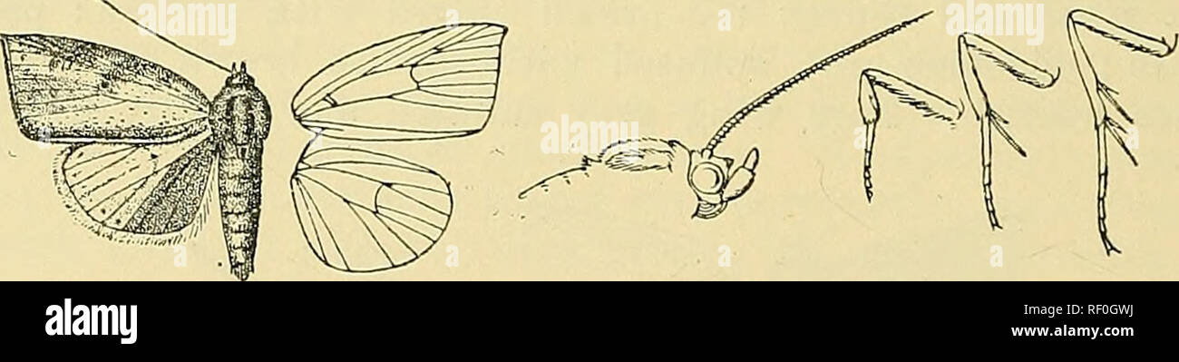 . Katalog der Lepidoptera Phalaenae im British Museum. Motten. 586 K 0 CrTJIDJ 5. Venen. Hind wiug blass rötlich, braun; tlie Unterseite wliilish gefärbt und irrorated mit RUFOUS. Llah. Borneo, Sarawak (TFrt? Zacfi) j 1 J.&amp;;;;;;;;^:). 34 Millim. Geben Sie Mus f. Oxon. Gattung ORTHOCRASPIS, sep. Typ, 0. rectimarginaia. Rüssel voll entwickelt; Palpen umgedrehten, die 2. Gemeinsame reacbing zum Scheitelpunkt des Kopfes und weitgehend skaliert, ibe ord moderat und tbiokly skaliert; frous glatt, mit haarbündels oben; große, runde Augen; Antenne; der männlichen iiiiuutely Ciliated; Thorax mit Haar und Schuppen mix bekleidet Stockfoto