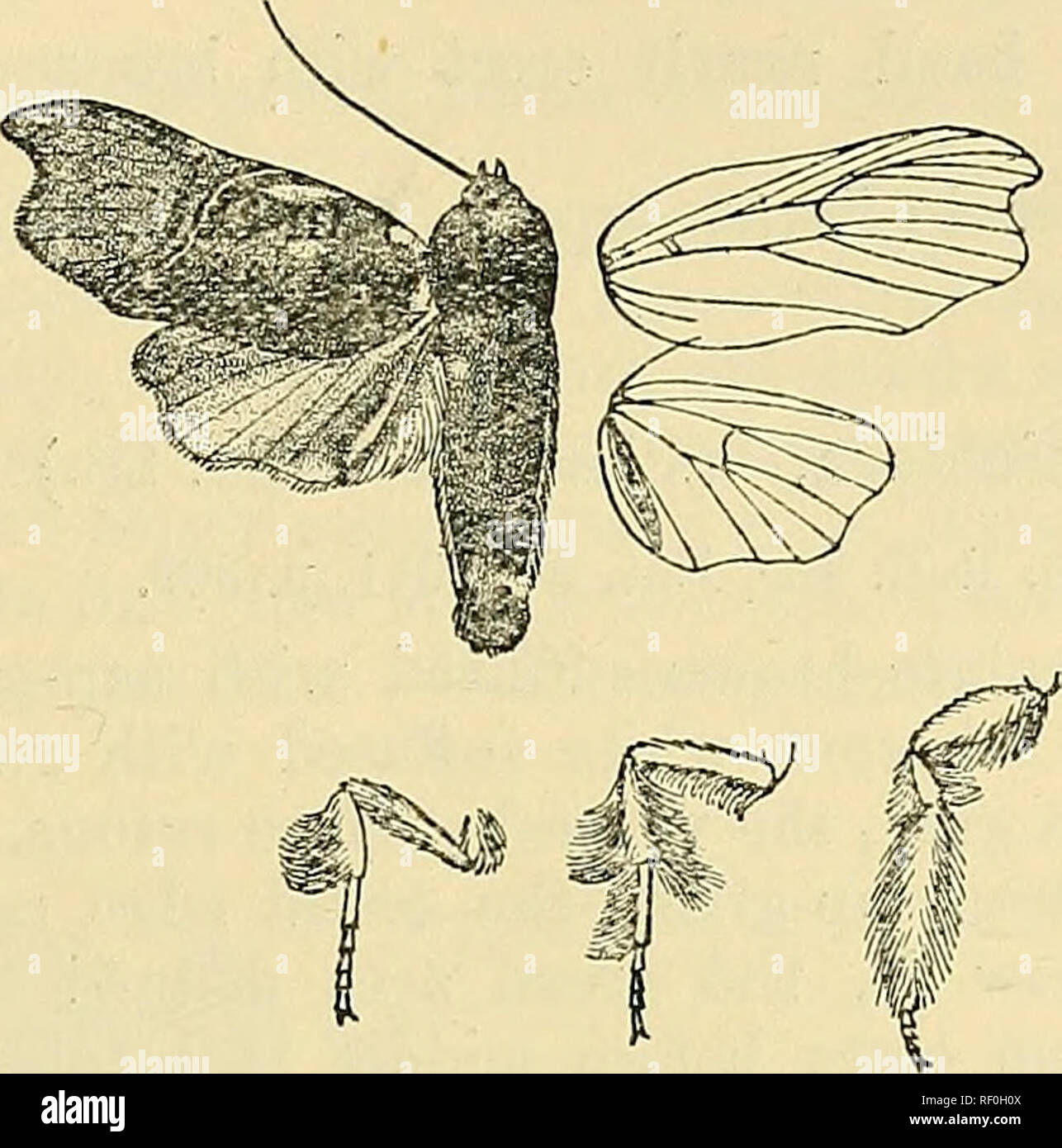 . Katalog der Lepidoptera Phalaenae im British Museum. Motten. CAREADES