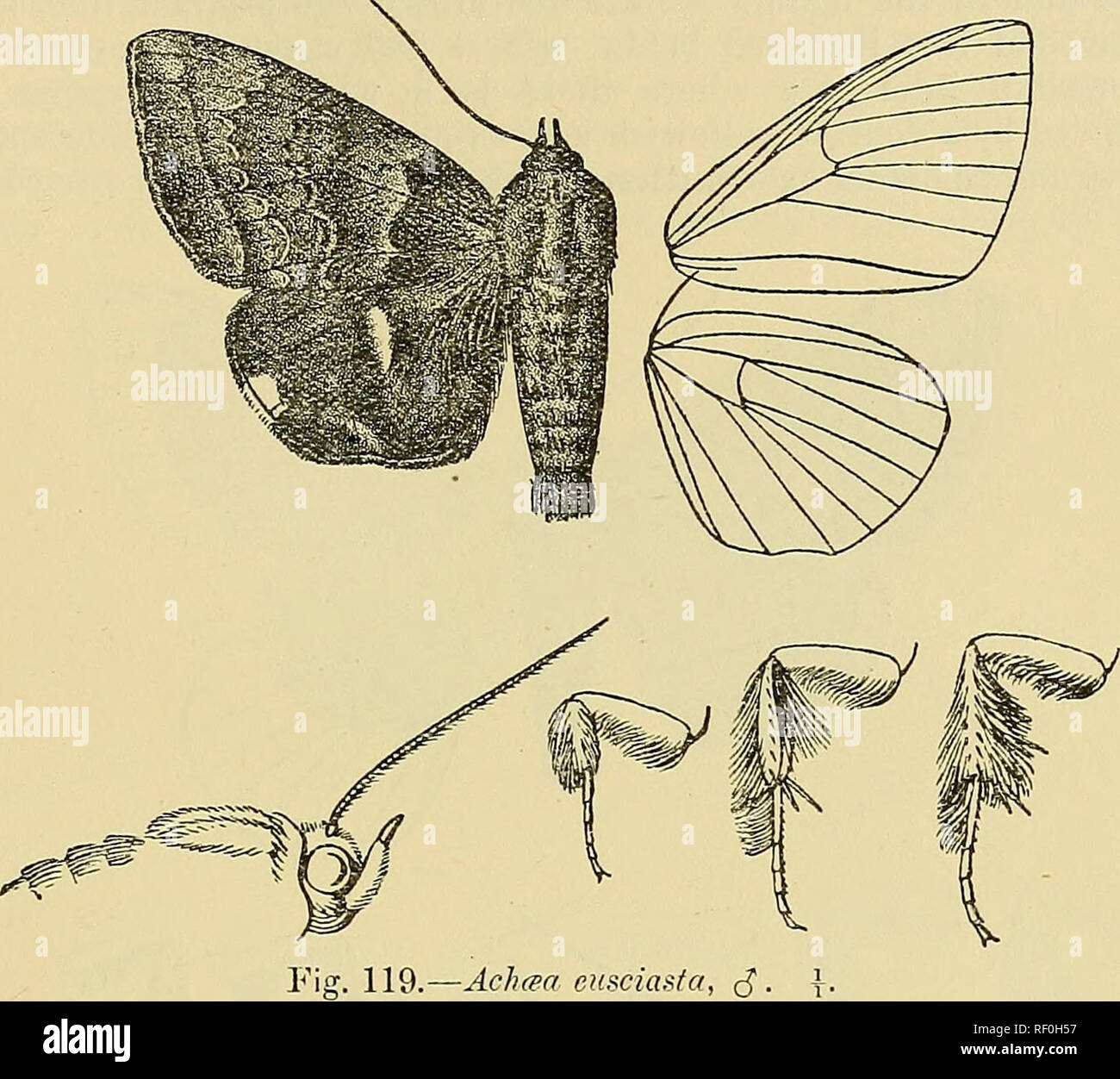 . Katalog der Lepidoptera Phalaenae im British Museum. Motten. ACHiEA. 499 eine schräge Blau-weiße posfcmedial Bar zwischen Adern 5 und 2; eine leichte ochreous weißer Fleck an der Spitze, mehr prominente terminal Spot am discal Falten, und Schrägstrich in subraedian Zwischenraum; Cilia am Terminal vor Ort weißlich. Unterseite grau-braun weitgehend mit Fuscous durchdrungen: vorderflügel mit schwärzlich scheibenförmigen Bar mit. Einige ochreous weiß darüber hinaus, eine große Diffuse schwärzlich pafch in der Mitte des Terminal Bereich; Hinterflügel mit schwärzlich scheibenförmigen Point und postmedial und subterrainal Linien, die letzte mit dunklen suffusion b Stockfoto