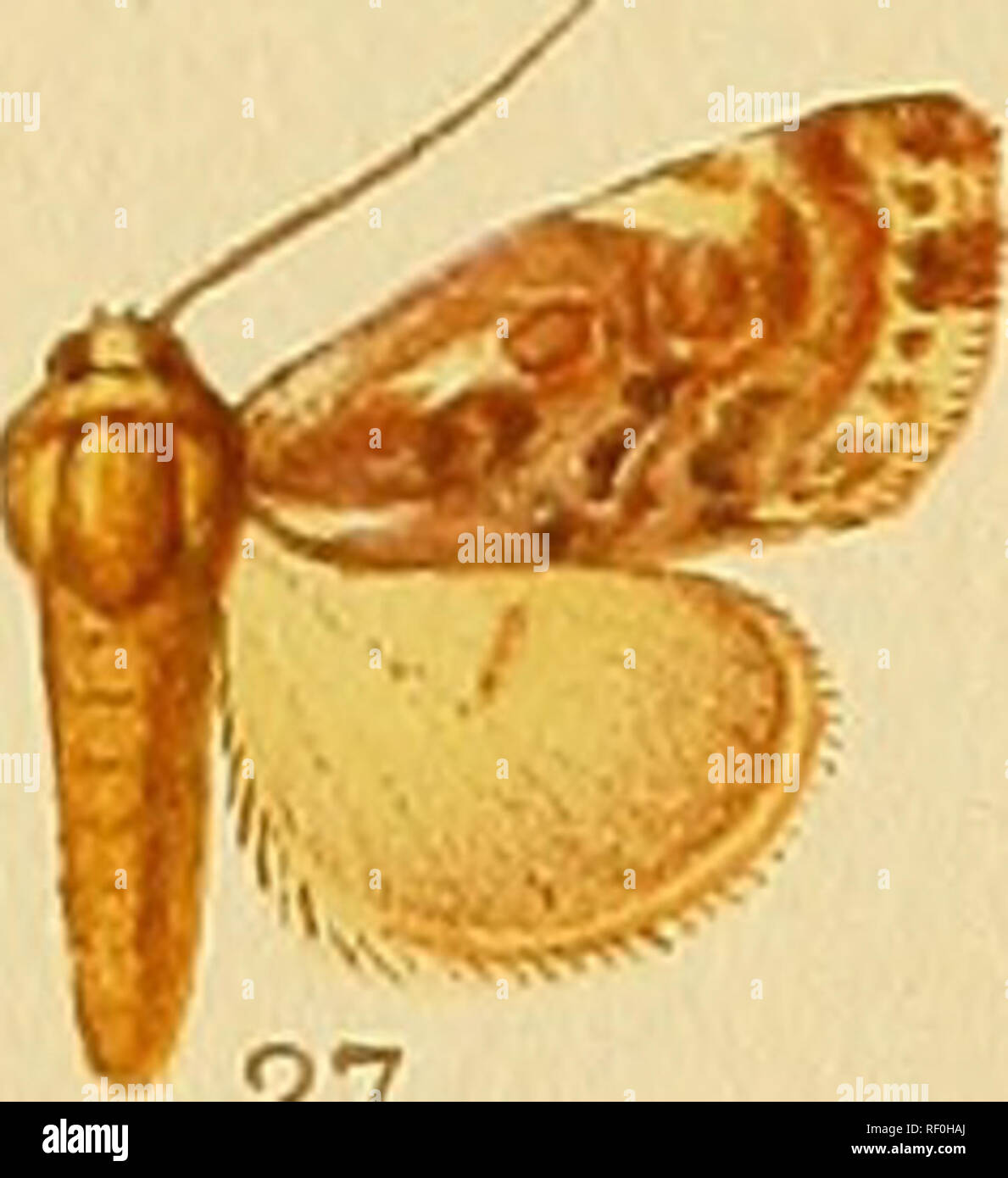 . Katalog der Lepidoptera Phalaenae im British Museum. Motten. 27