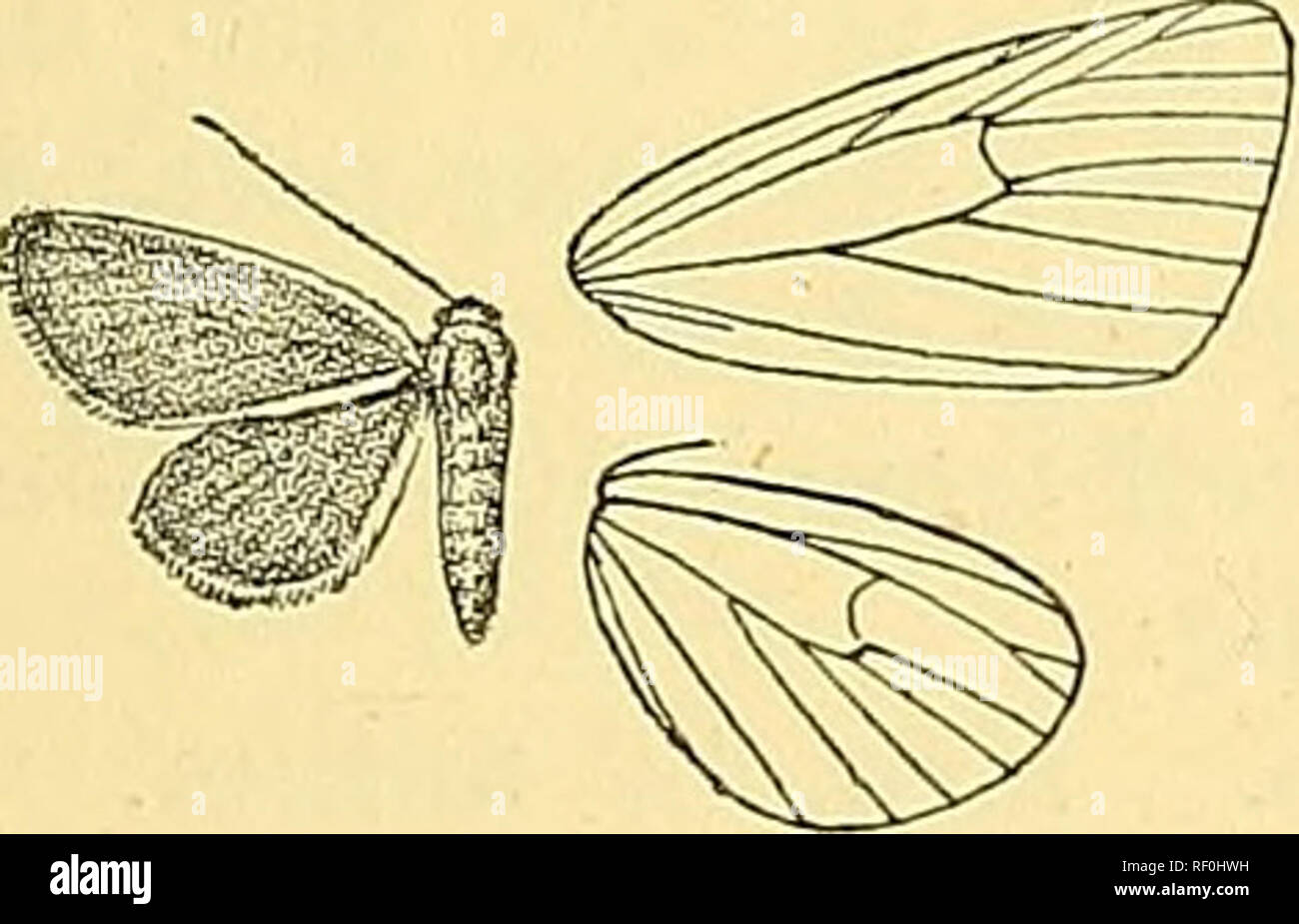 . Katalog der Lepidoptera Phalaenae im British Museum. Schmetterlinge, Lepidoptera. Abb. 243.- Xanthodule semiochrea, ich^^. S. Rötlich Braun; frons und Scheitelpunkt des Kopfes gelblich weiß. Hinterflügeln orange, mit apikaler braun Patch und sehr feine Terminal braune Linie. Hah. QuEENSLAN ^D, Peak Abstiege, 1 (S ART. Exjp. 18 Millim. Gattung XAKTHOCRASPEDA. t,,,,^^ ± 3'pe. Xanthocraspeda, Hmpsn. Motten Deckel.II, S. 121 (1894) Napi. Rüssel voll entwickelt; Palpen porrect, nicht jenseits der Frons, die mit groben Haar gekleidet ist; Antennen der männlichen mit Borsten und Zilien; tibife mit den Spurs moderat; Stockfoto