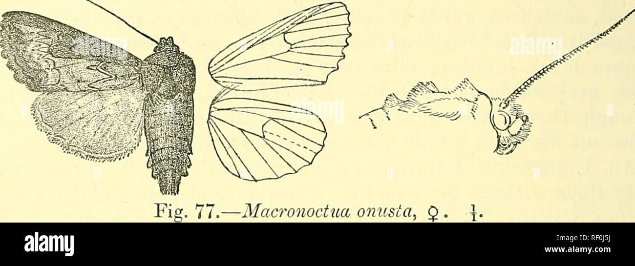 . Katalog der Lepidoptera Phalaenae im British Museum. Schmetterlinge, Lepidoptera. 432 N 0 CXTJID; 3. die äußere Linie sehr undeutlich, veraltet in Richtung Costa, dann schräg, stark Gyrus zu Vene 3, dann weniger stark; Spuren von einem blassen winkte subterminal Linie leicht von Braun auf der Innenseite definiert, unter Vene 7 und in der Mitte excurved; eine Reihe von kleinen. Abb. 77,- Macronodua lunnles onusta, schwarz. Hinterflügeln grau getönt mit Fuscous Braun, das Terminal Bereich weitgehend mit Fuscous getaucht; ein winkte schwärzlich terminal Linie; eine blasse Linie an der Basis der Zilien; die Unterseite weißlich, die rippenbögen Stockfoto