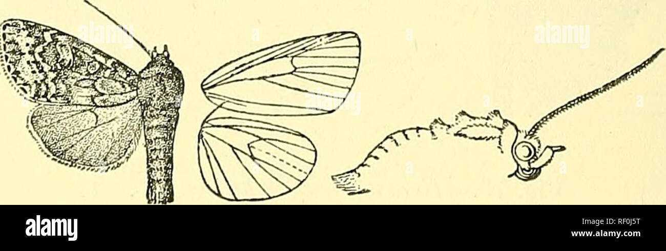 . Katalog der Lepidoptera Phalaenae im British Museum. Schmetterlinge, Lepidoptera. 430 NOCTPID ^. Auf Costa; subterminal Linie vertreten durch eine schräge weiße Balken aus Costa, dann durch den Kontrast zwischen den grauen und dunklen postmedial Terminal, gewinkelt nach außen an der Vene 7, excurved in der Mitte, dann incurved; eine dünne dunkle terminal Linie; die Wimpern rot-braun. Hinterflügeln hellrot-braun; Zilien weißlich mit einem braunen Linie durch, Sie; die Unterseite weißlich durchdrungen und irrorated mit braunen vor allem auf Küstengebiet und Anschlußklemmen-Hälfte, eine kleine scheibenförmigen Spot und diffuse, gewölbte postmedial Linie. Hah. E Stockfoto