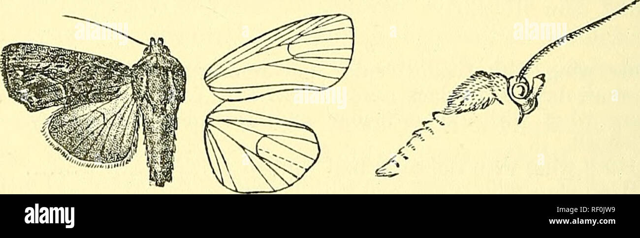 . Katalog der Lepidoptera Phalaenae im British Museum. Schmetterlinge, Lepidoptera. 62 NocTuin. B. Punkte auf der Innenseite definiert durch schwarz-braun suffusion, excurved unten Vene 7 und in der Mitte und nach innen gebogen an der Vene 3; ein Terminal Serie von Minute weiße Punkte; Wimpern schwarz-braun. Hinterflügeln weißlich durchdrungen mit Fuscous Braun, vor allem an der Klemme, die Venen dunkel; Zilien weißlich kariert mit braun; die Unterseite weißlich irrorated mit Braun, das Terminal ai'Ea suff verwendet Awith Braun", eine leichte scheibenförmigen Spot. Hah. Madras, Godavari Distr, liajamahendri (Vogel), 1 c? Typ. Exj). 28 Millim. Stockfoto