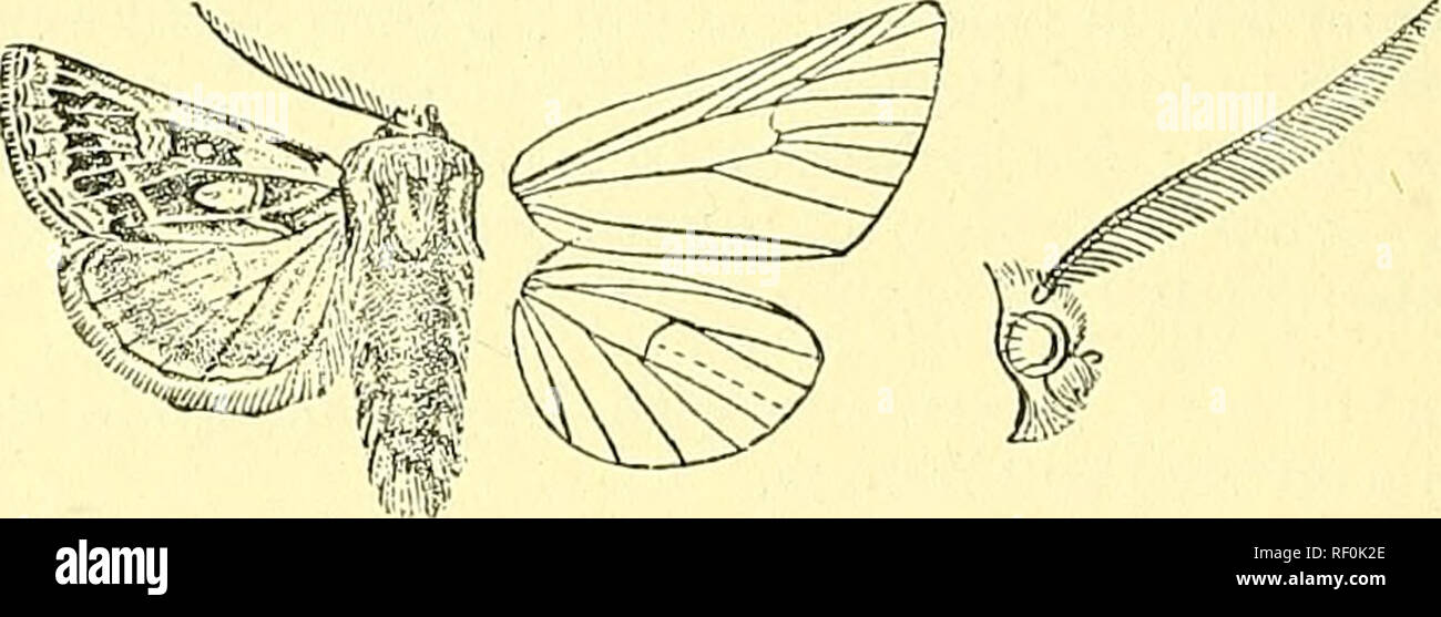 . Katalog der Lepidoptera Phalaenae im British Museum. Schmetterlinge, Lepidoptera. 138 NOCTtJIDiE. Basis, die Tipps karierten ochreous und Braun. Hind wiug einheitlich braun, die zilien ochreous. Herd. Tibet, Nan-Schan Mts. Exp. 36 Millim. Diese Art ist mir unbekannt; aussehen, sie schlägt einen Agrotid der Gattung Episilia. 2245. Ulochlaena hirta. Noctua hirta, Hiibn. Eur. Schmett., Noct. w. 591 (1827); Boisd. Icones, Pi. 74. w. 1; Dup. Lep. Fr., BEIL. III S. 176, Pi. 16. w. 4; Passen. Neue Beitr. vi. pi. 515. w. 4; Mill. Icones, d. s.276, Pi. 31. ff.6-9; stehen. Kat. Lep. pal. S. 178. (S. Hea Stockfoto