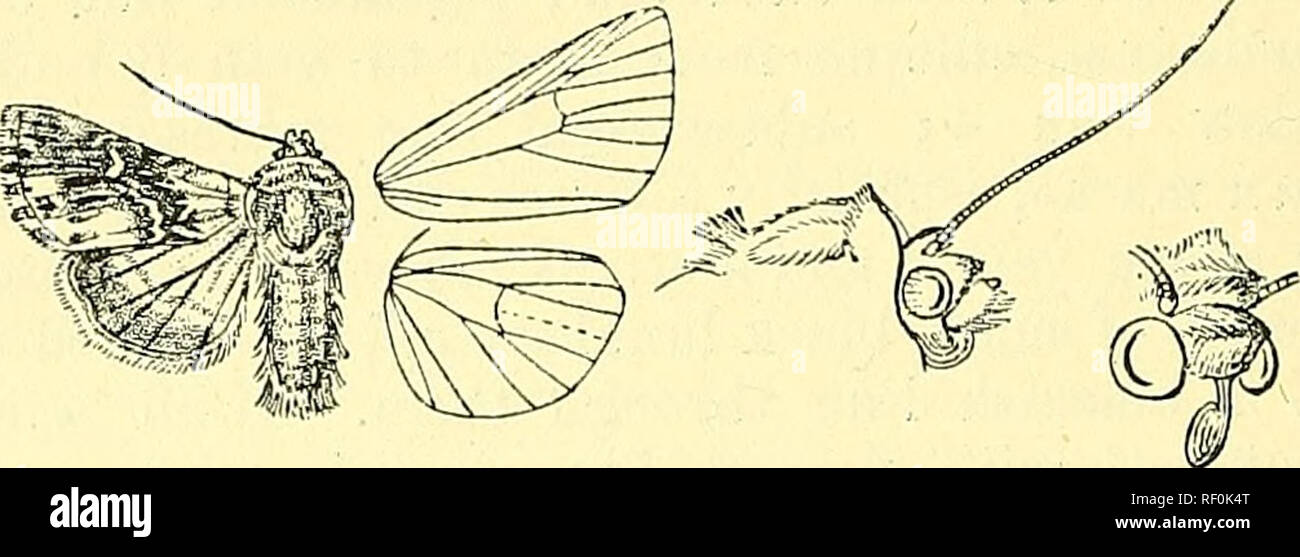 . Katalog der Lepidoptera Phalaenae im British Museum. Schmetterlinge, Lepidoptera. 126 NOCTTJIDiE. 2229. Calophasia lunula. PkalcBna lunula, Hiifn. Berl. Mag. iii s. 394 (1767); stehen. Kat. Lep. pal. S. 213. Noctua linarice, Schiff. Wien. Verz. s. 73 (1776); Esp. Schmett. iv. pi. 121. ff. 4-5; Hiibn. Eur. Schmett., Noct. w. 252 und Dup. Lep. Fr. vii. pi. 110. w. 6; Frr. Neue Beitr. ii. pi. 171; Staph. 111. Brit. Ent., Haust. iii s. 94. Kopf, Brustkorb und Bauch rot-braun mit Weißlichen gemischt; tegulse mit der basalen Hälfte weißlich mit schwarzen Linie in der Nähe von Basis; tarsi mit leichten hellen Ringe. Vorderflügel Stockfoto