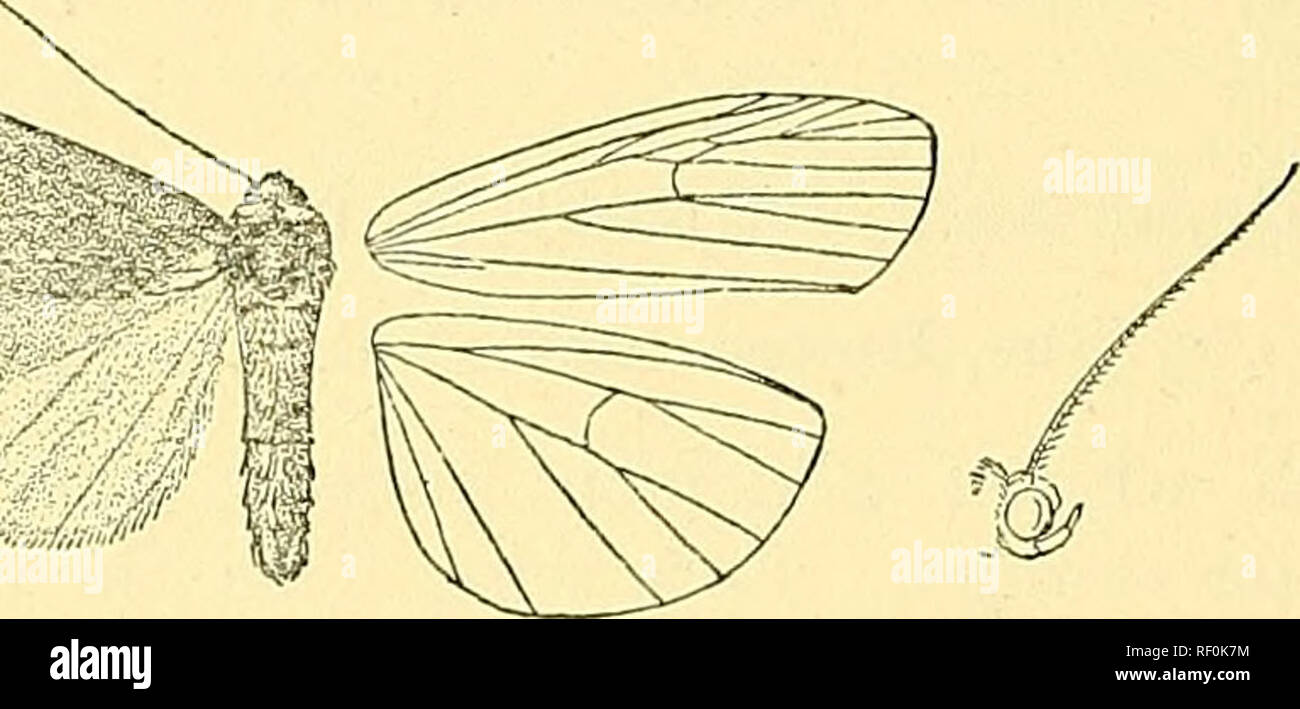 . Katalog der Lepidoptera Phalaenae im British Museum. Schmetterlinge, Lepidoptera. 170 AECTIAD.T". Grau, mit engen, orange Rippenbögen Faszien, die basale Hälfte der rippenbögen Rand schwärzlich. Hinterflügeln weiß, die Costa) Bereich getönt mit Grau; Zilien beider Flügel gelblich. Die Unterseite der Vorderflügel mit dem Terminal, durchdrungen mit gelblich-weiß. Ab. ]. Albeola. Bleicher und weißlich, die orangefarbene Markierungen yel-lowish. Vorderflügel mit Vene 6 aus Winkel der Zelle; 7, 8, 9, die in einer Probe 7 von über 9 auf der rechten Seite; 10 frei. Hah. S. Großbritannien ; Frankreich ; Attsteia, Frey, Slg.; Spanien; Italien; Sizilien, Zel Stockfoto