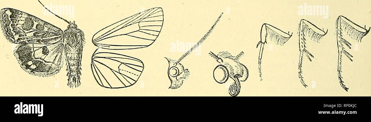 . Katalog der Lepidoptera Phalaenae im British Museum. Schmetterlinge, Lepidoptera. 102 NOCTUID^. Abschn. II. {Melideptria). Vorderflügel der männlichen normal. 167. Melicleptria scutosa. Nodua scutosa, Schift'. Wien. Verz. s. 89 (1770); Fabrikationsnr. Mant. Ins.II S. 142 (1787); Esp. Schmett. pi. 108. ff 1, 2; Hiibn. Schmett. Eur. Noc. t. w. 309 und Dup. Lep. Fr. vii. pi. 119. w. 1; Hmpsn. Motten Ind. II S. 175 - stehen. Kat. Lep. pal. s.221; Smith, Cat. Noct. N. bin. S. 271. HeliotJiis nuchalis, Grote, Can. Ent. x. s. 68 (1878). Kopf und Thorax bekleidet mit grej-ish, Olive, und dunkelbraune Haare: pectus und Beine whi Stockfoto