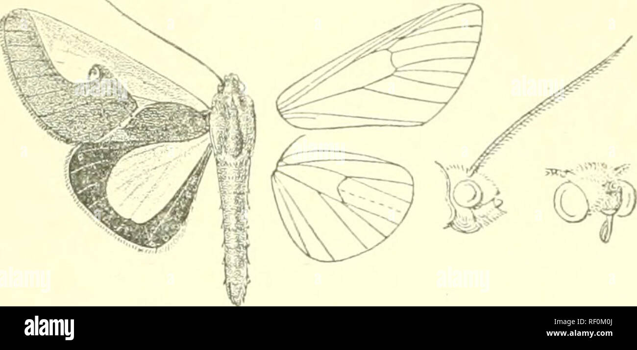 . Katalog der Lepidoptera Phalaenae im British Museum. Motten. AUCULA. VESPOLA. 423 Linie bilden eine leichte Gabel oben Vene 1, und mit einem dreieckigen Projektion über die Zelle bis hin zu unten Vene 4 und mit der Spitze stark recurved. Hinterflügeln orange, die Küste und das Terminal weitgehend Schwarz, der innere Bereich schwarz Verengung auf Ein. Abb. 201.- Aucula Janeiro, i^. Punkt in der Nähe der Basis, der oberen Extremität des orangefarbenen Bereich gewölbt. Die Unterseite der Lore wing schwarz-braun mit großen gelben Flecken auf die basale Hälfte in und unterhalb der Zelle, und Breiten schrägen postmedial Band von unten Costa zu Terme Stockfoto