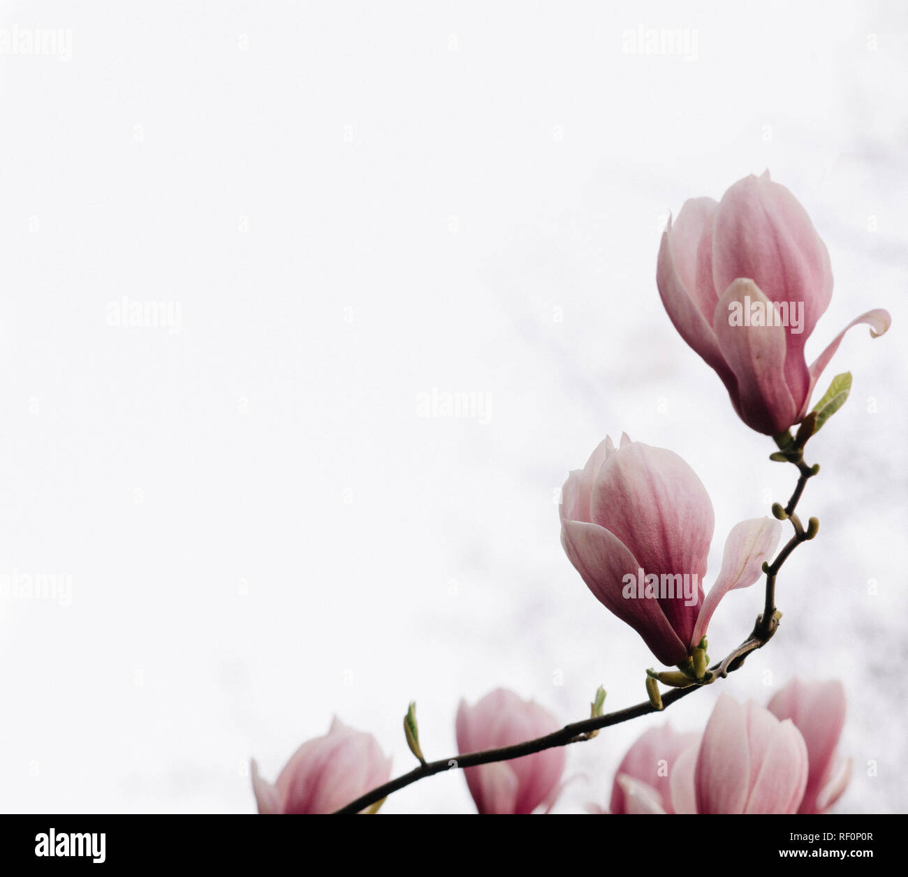 Schönen Magnolienbaum im Frühling. Magnolienblüte auf Zweig Hintergrund. Stockfoto