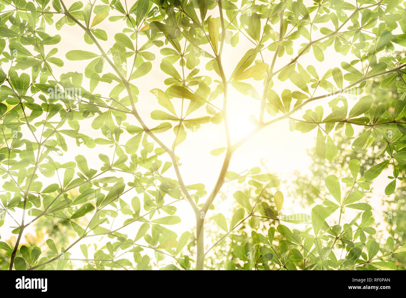 Sonnenenergie ist die Energie, die die Welt braucht. Weil es natürliche Energie, Umweltfreundlich. Die Sonne scheint durch die Blätter, bis es zu einem r Stockfoto