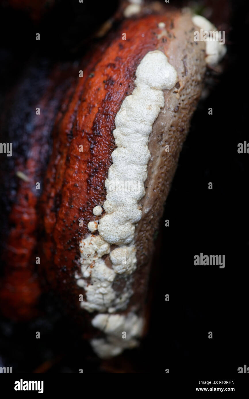 Ocker Kissen, Asig pulvinata, wachsende als Parasit auf Rot Gurt conk, Fomitopsis pinicola. Stockfoto