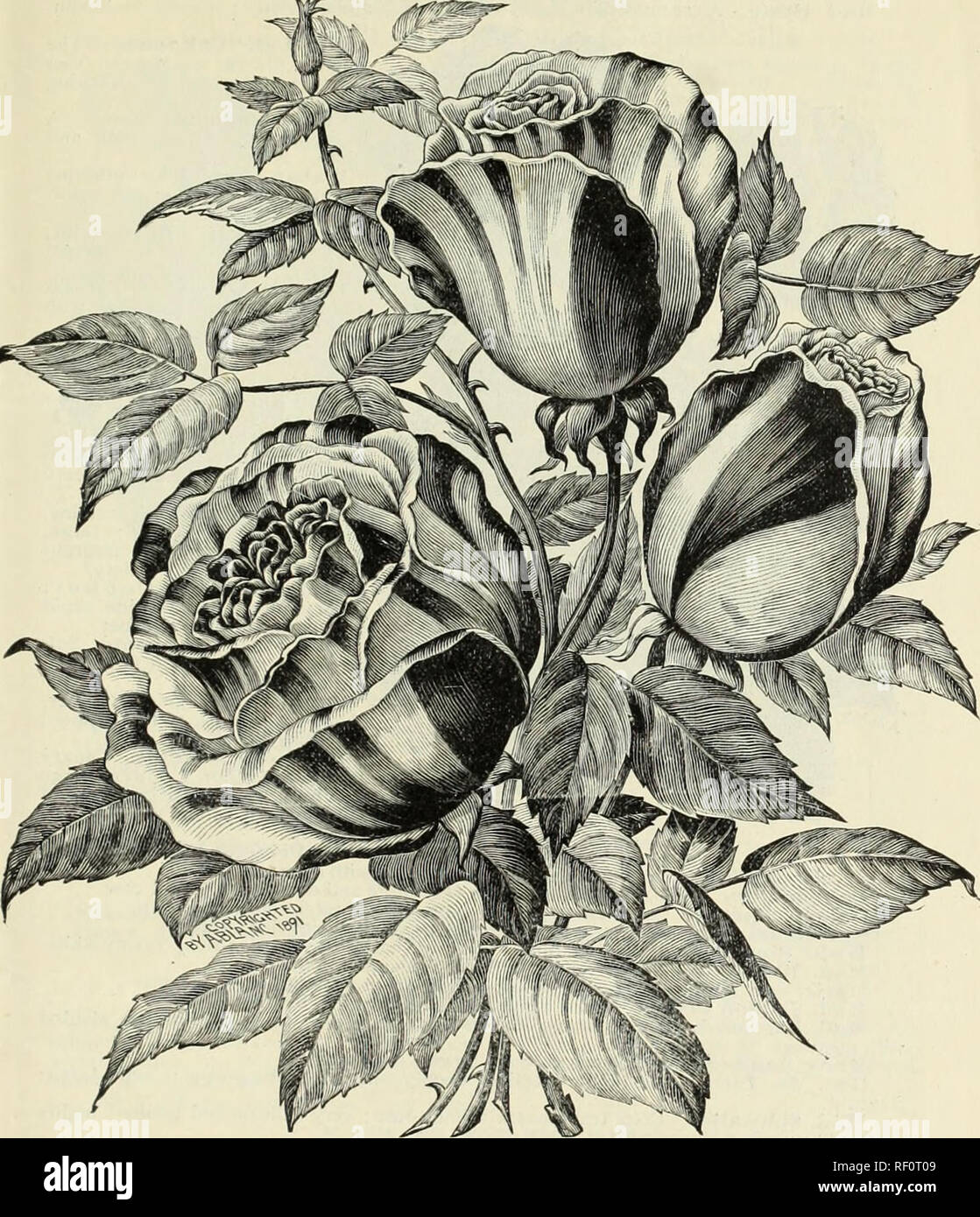 Katalog Der Rosen Haus Und Beetpflanzen Und Gluhlampen 1893