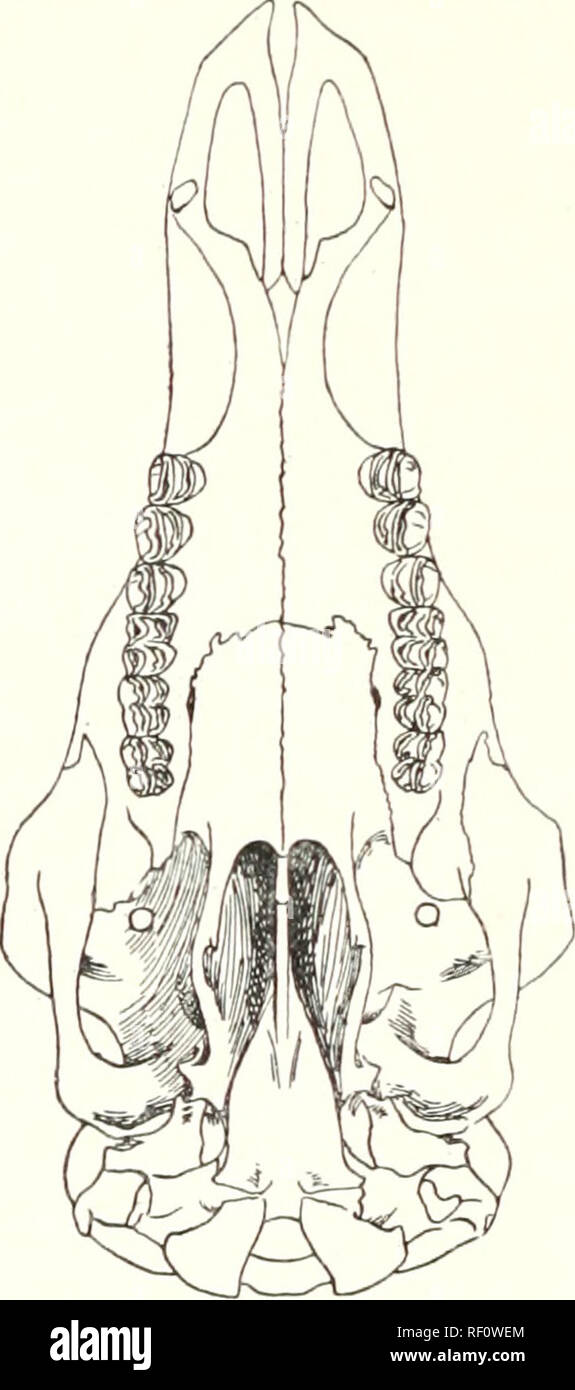 . Katalog der Säugetiere des westlichen Europa (Europa ohne Russland) in der Sammlung des British Museum. 9 S0 UNGULATA SCHLÜSSEL ZUM EUROPÄISCHEN ARTEN VON RANGIFER. Klein, obere Länge des Schädels weniger als 225 mm. (Spitzbergen) R. platyrhynchus, S. 985. Groß, obere Länge des Schädels ca. 270 - 300 mm. Obere Länge des skuU in erwachsenen männlichen 270 - 290 mm.; obere Zahn-Reihe über 95 mm. (Baumfreien alpinen Teile von Norwegen und früher von Schweden, jetzt selten, ausser in Gefangenschaft) R. tarandus, ^, durch. 980. Obere Länge des Schädels in erwachsenen männlichen ca. 300mm.; obere Zahn-Reihe über 85 mm. (Bewaldeten Teile o Stockfoto