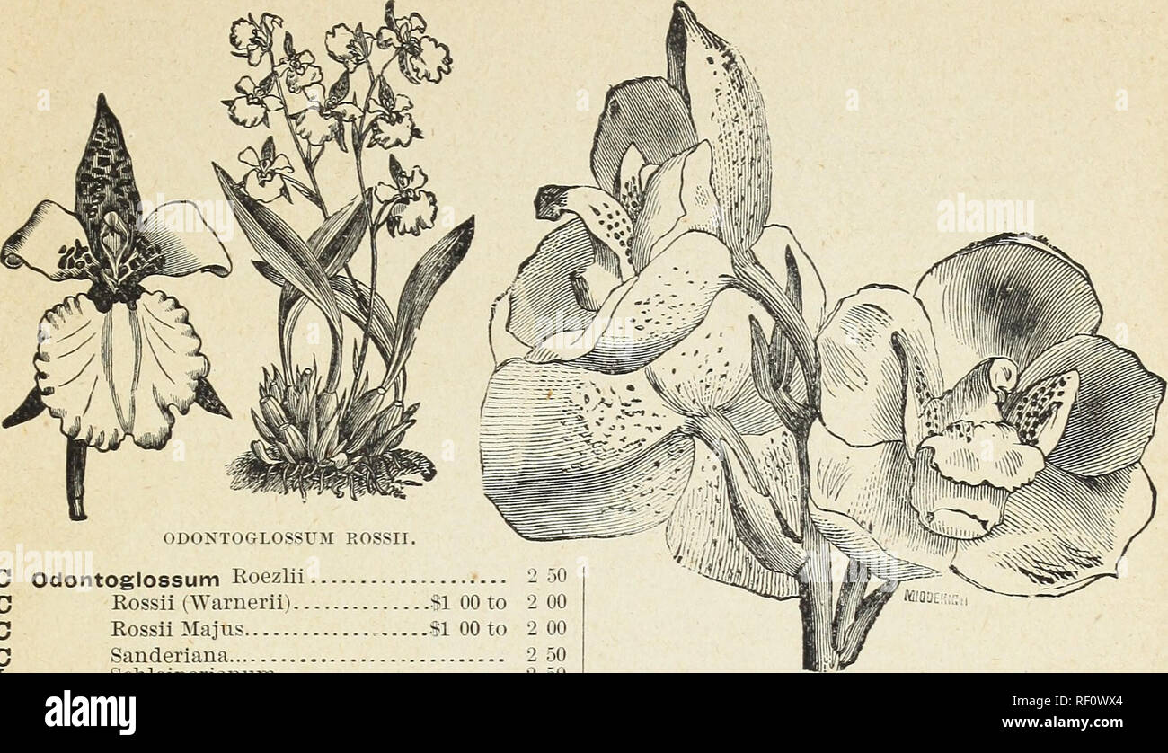 . Ein Katalog von Orchideen für 1890, kultiviert und für den Verkauf von John Saul, Gärtnerei, seedmsman und Blumenladen, Washington, D.C. Baumschulen (Gartenbau) Kataloge Kataloge; Pflanzen; Orchideen Samen Kataloge. JOHN SAUL'S KATALOG von Orchideen. ODONTOGLOSSUM EOSSII. Odontoglossum Roezlii 2) 0 Rossii (Warnerii) SI 00 bis 2 00 Rossii Majns.-:?1 00 2 00 2 50 Sanderiana SpleDdeus Schleiperiauum 2 50 2 50 2 50 Vexillarium Triumphans 2 50^Yarsceviczii Oncidium Altissimum Ampliatum 2 50 2 00 2 50 Aurosum Ampliatum Majus 2 50 Ancifenim 2 50 Bicolor 2 50 Barkeriiâsee Tigrinum. Bicallosum 2 00 Cavend Stockfoto