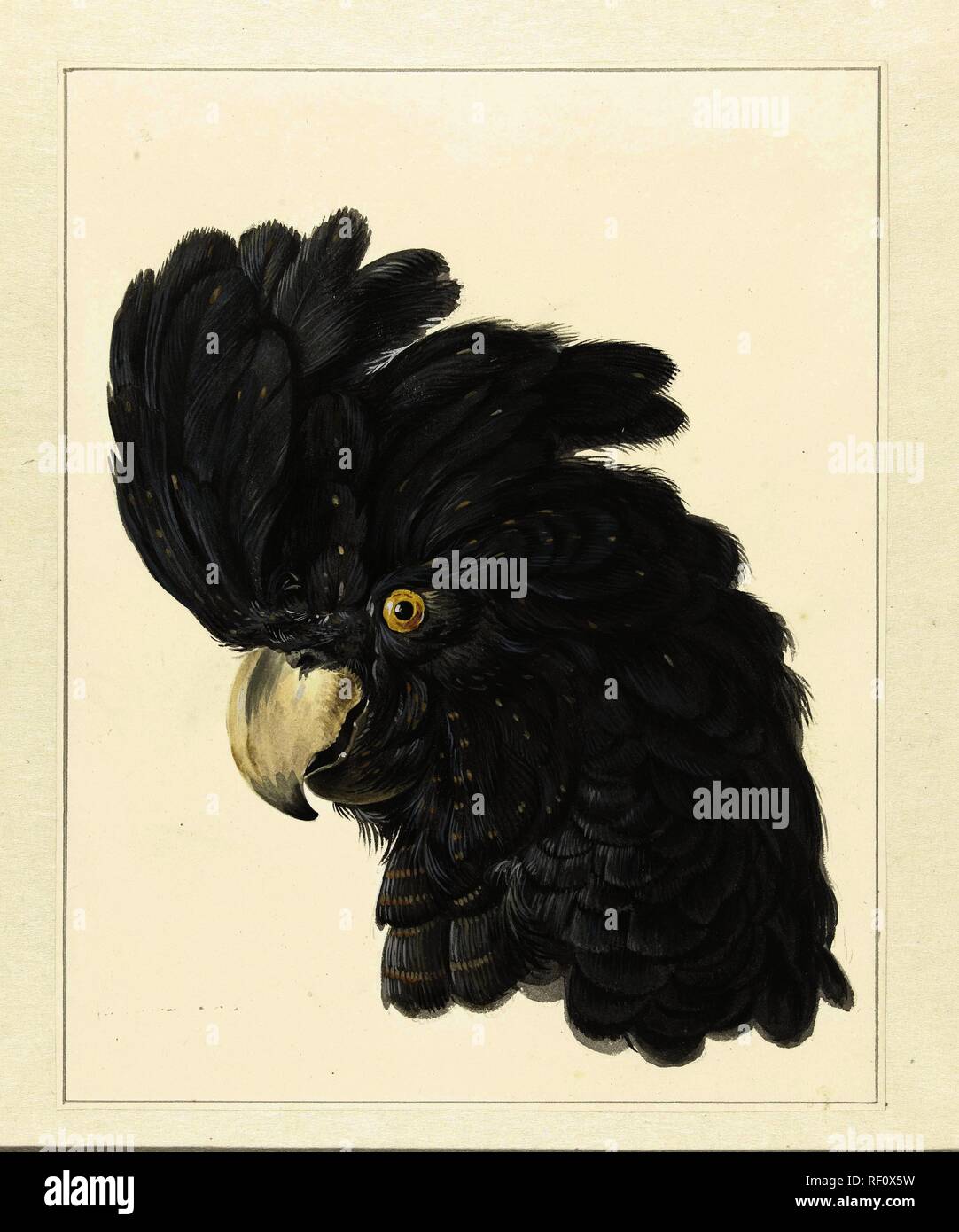 Kopf von einem Kakadu. Kopf einer Parrot (Titel auf Objekt). Verfasser der Stellungnahme: aert Schouman. Datierung: 1725 - 1792. Museum: Rijksmuseum, Amsterdam. Stockfoto