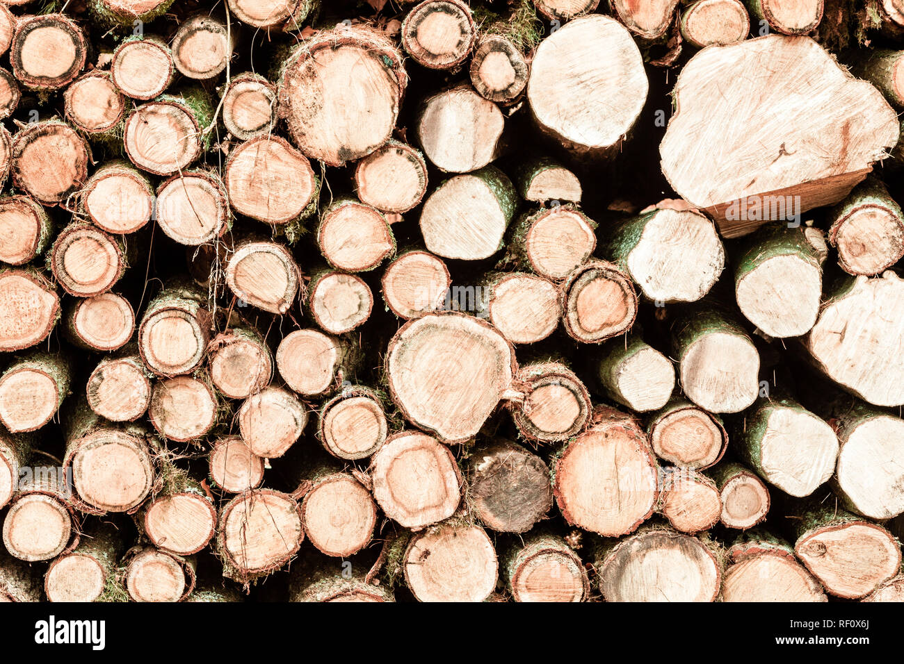 Holzscheite. Anmeldung im herbstlichen Wald Holz. Frisch geschnittenen Sie Baumstämmen als Hintergrundtextur aufgestapelt Stockfoto