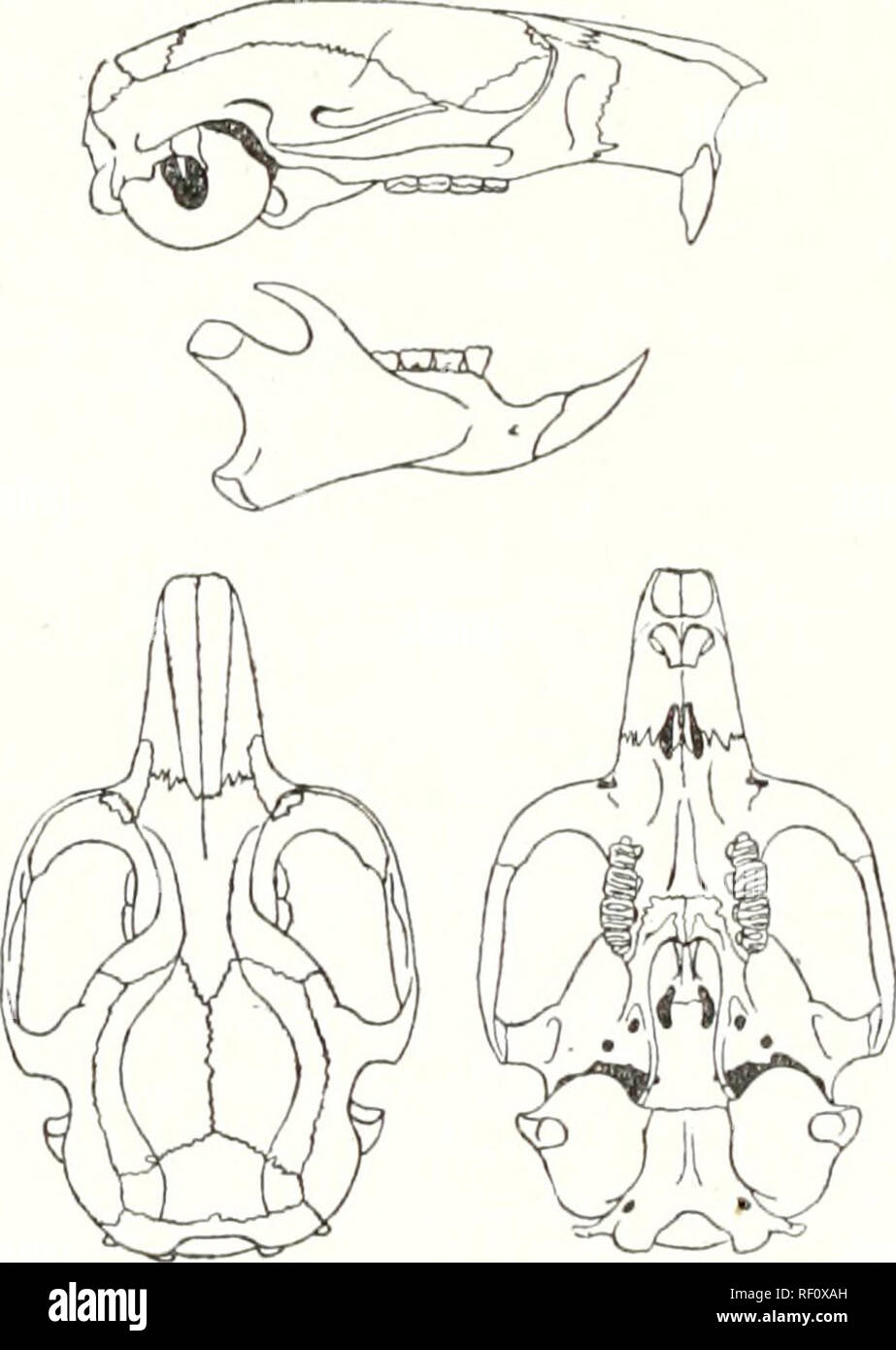 . Katalog der Säugetiere des westlichen Europa (Europa ohne Russland) in der Sammlung des British Museum. 574 KODENTIA größer als die drei vorderen. Klaue der inneren toe relativ mehr ich" verführt, eng appressed zu Pad. Schwanz einfach wie in Eliomys gebrochen und zeigen die gleiche Tendenz eine ungewöhnlich verdickte Bleistift zu produzieren, wenn sie verletzt, seine Haare lang, seine Form streng distichous bei Erwachsenen, aber terete durch basale Hälfte in den Jungen. Mammae: p'2 - 2, 2 - 2, 2 - 2 = 12. Farbe.- Obere Teile aus einem gelblich-braun Brokkoli bis hin zu Bläulichen Rauch-Grau, ein wenig auf Ba abgedunkelt Stockfoto