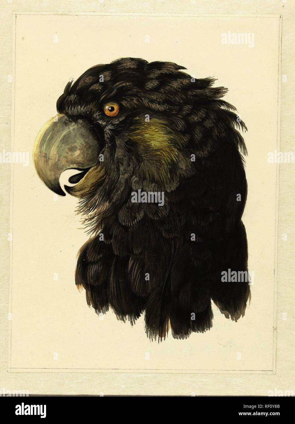 Kopf von einem Kakadu. Kopf einer Parrot (Titel auf Objekt). Verfasser der Stellungnahme: aert Schouman. Datierung: 1725 - 1792. Museum: Rijksmuseum, Amsterdam. Stockfoto