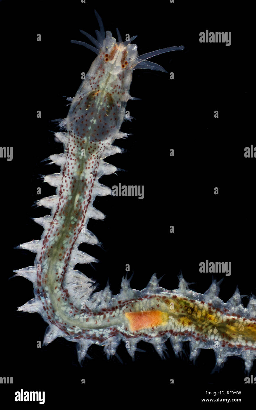 Marine Wurm in Seetang holdfast gefunden vergrößerte polychaete Stockfoto