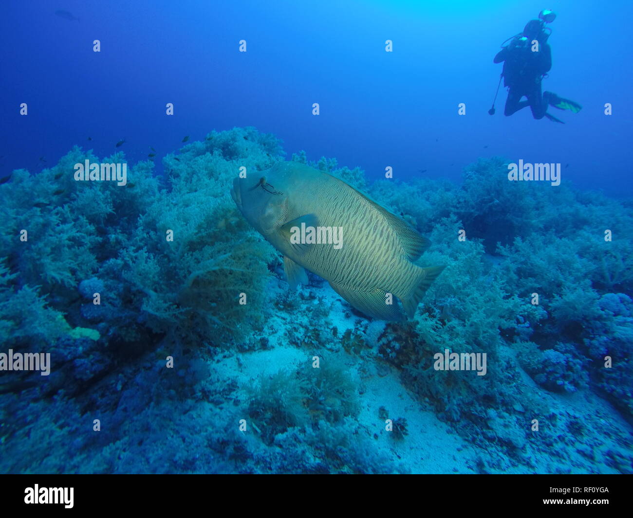 Eine große Napoelon Fisch für eine Tauchen Unterwasser Fotograf und Taucher an der Daedalus Riff im Roten Meer, Ägypten Stockfoto