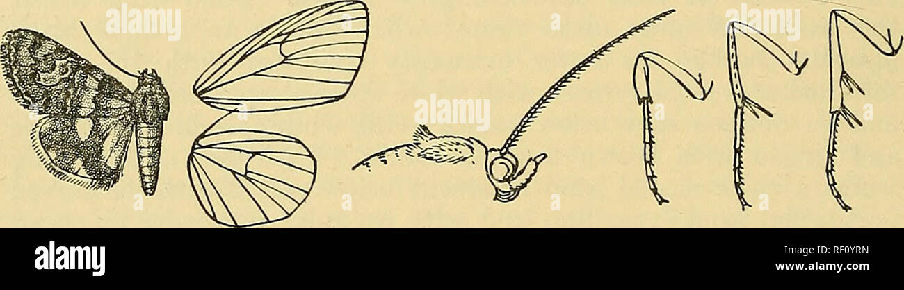 . Katalog der Lepidoptera Phalaenae im British Museum. Motten. 284 "NOCTUIDiE. Leucanitis schlumhergeri, Fiichs, Soc. Ent. xviii. s. 50 (1903). Leucanitis beta, Kusiiezov, Taskent, Izy. Türk. Otcl. Russ. geogr. Obsc. iv. 8, S. 173 (1908). Kopf und Thorax rufous; Antennen schwärzlich; Palpen irrorated weiß mit braun; pectus, Beine und ventrale Oberfläche der Bauch weiß, die Beine irrorated mit braunen, die rückenseite des Abdomens gefärbt und irrorated mit Braun. Fuscous Vorderflügel braun mit einem Bleiernen grauen Farbton und einige irroration; die Unterseite weißlich Blass rufous mit einigen weißlich in Stockfoto