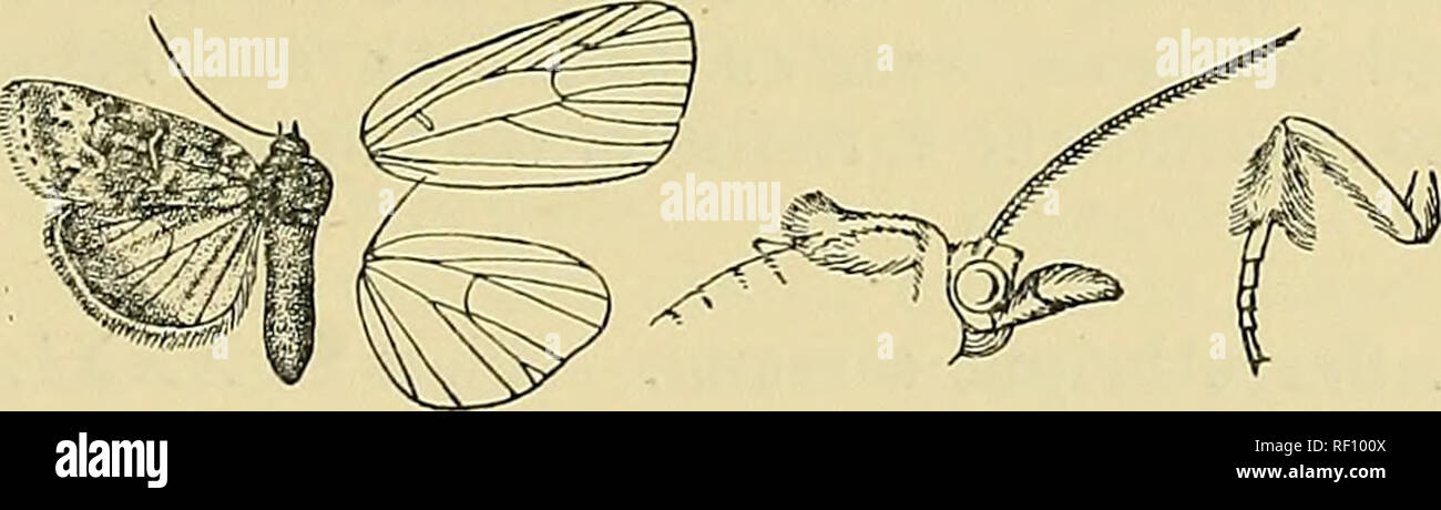 . Katalog der Lepidoptera Phalaenae im British Museum. Motten. SARROTHRIPUS. 265 6539. Sarrothripus revayana. Tortrix revayana, Seop. Annus Nat. Hist. v. s. 116 (1772); Diip. Lep. Fr. ix. S. 46, Pi. 237. w. 6; Kirby, Cat. Lep. llet. S. 369; Staud. Kat. Lep. pal. S. 361; Dyar, N. bin. Lep. S. 248. Pyralis diqdana, Fabrikationsnr. Geu. Isoliertes s. 293 (1777). Pyralis ilicana, Fabrikationsnr. Spec. Ins.II S. 283 (1781). Eetz Pallimn fasciatum,. Gen.&amp; Spec. Isoliertes s. 52 (1783). Pyralis riuagana, Fabrikationsnr. Mant. Ins.II S. 233 (1787). Tortrix ramosana, Hiibn. Vogel u. Schmett. pi. 75 (1793); Id. Eur. Schmett., T Stockfoto