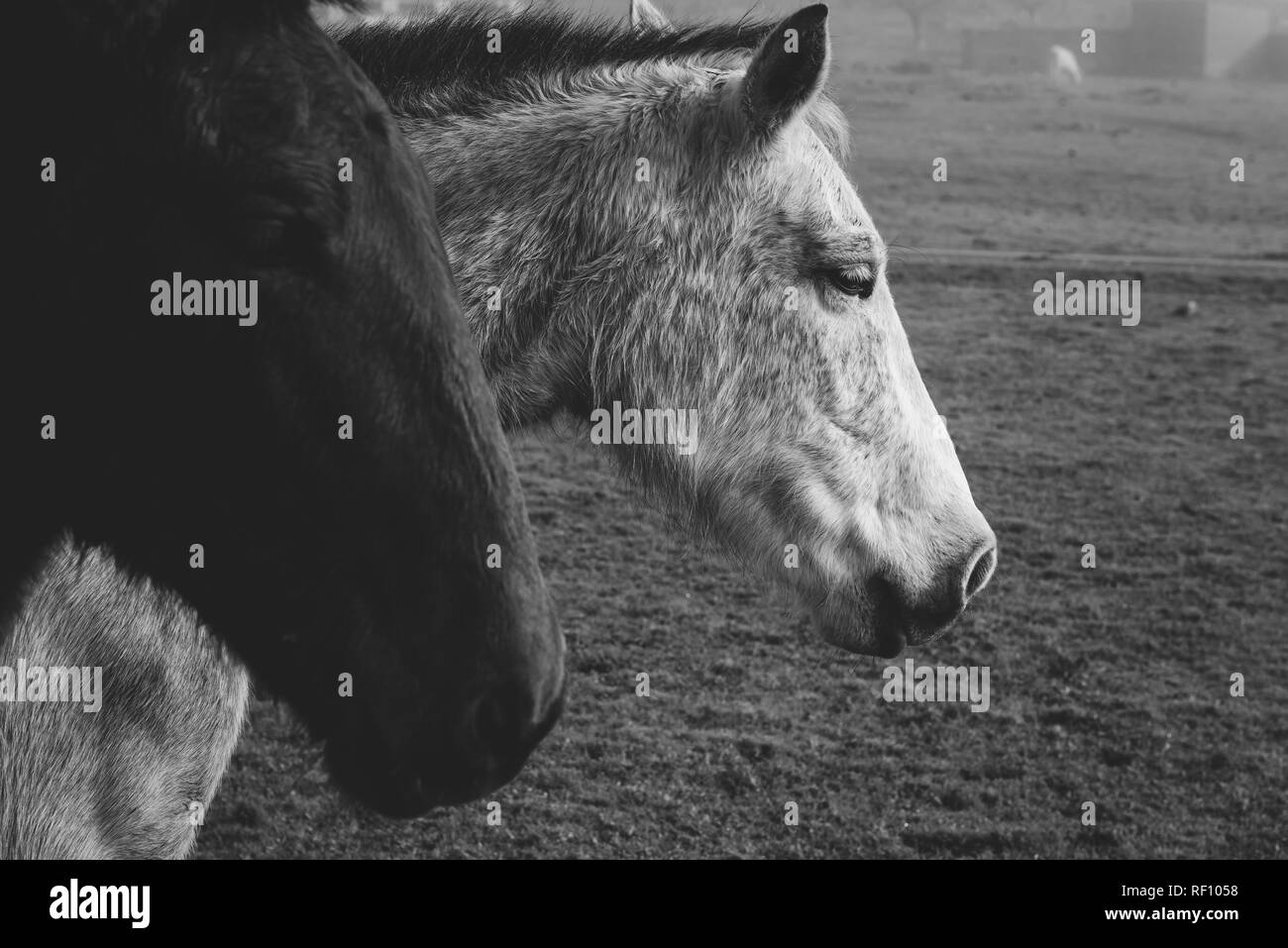 Inhalt junges Weibchen in Brillen mit blühendem Blumenstrauß Textnachrichten auf dem Handy auf städtischen Treppen Stockfoto