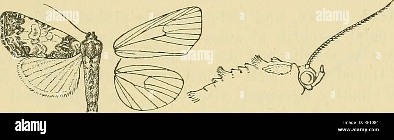 . Katalog der Lepidoptera PhalÃ ¦ nÃ¦im British Museum. Motten. CHAMTRIS. ARGILLOPHORA. 481 - mit braunen, die tarsi Schwarz beringt mit M'hite; Bauch weißlich dorsal Gebändert mit Grauen, die Kämme rufous gemischt mit Weiß. Vorderflügel weiß, den medialen Bereich in Richtung Costa und den inneren Rand und dem Bereich Terminal durchdrungen mit blau-grau; subbasal Linie repräsentiert durch eine schwärzliche Punkt auf Costa und leichte Streifen in der Zelle vorgestellt; einige braune suffusion über dem inneren Rand; ein breites schräg blau-grau und gelb-braune antemedial Band, seine inneren Rand excurved a'-. Mitte, die sehr unvollständigen antemedial Stockfoto