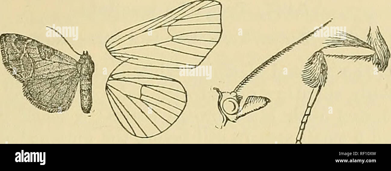 . Katalog der Lepidoptera Phalaenae im British Museum. Motten. EPiaRTPEEA.- TROGATHA. 283 incurved unter discal Falten; subterminal Linie blass, gewinkelt nach aussen unten Costa und nach innen falten, bei discal excurved und mit SCHWÄRZLICH zwischen Adern 5 und 2 durchdrungen und endend an tornus; einige schwärzlich auf Mitte von Termen: Cilia rufous mit einigen schwarzen in der Mitte und ein. Schwein. 84.- Epigrypera eriogona, S-I-feine helle Linie, die an der Basis. Hinterflügeln rufous, die zilien mit eine feine helle Linie, die an der Basis; die Unterseite weißlich durchdrungen mit braunen, Spuren von einem dunklen scheibenförmigen Spot und gewundenen postmedial Linie. Hab. BoKMEo, Stockfoto